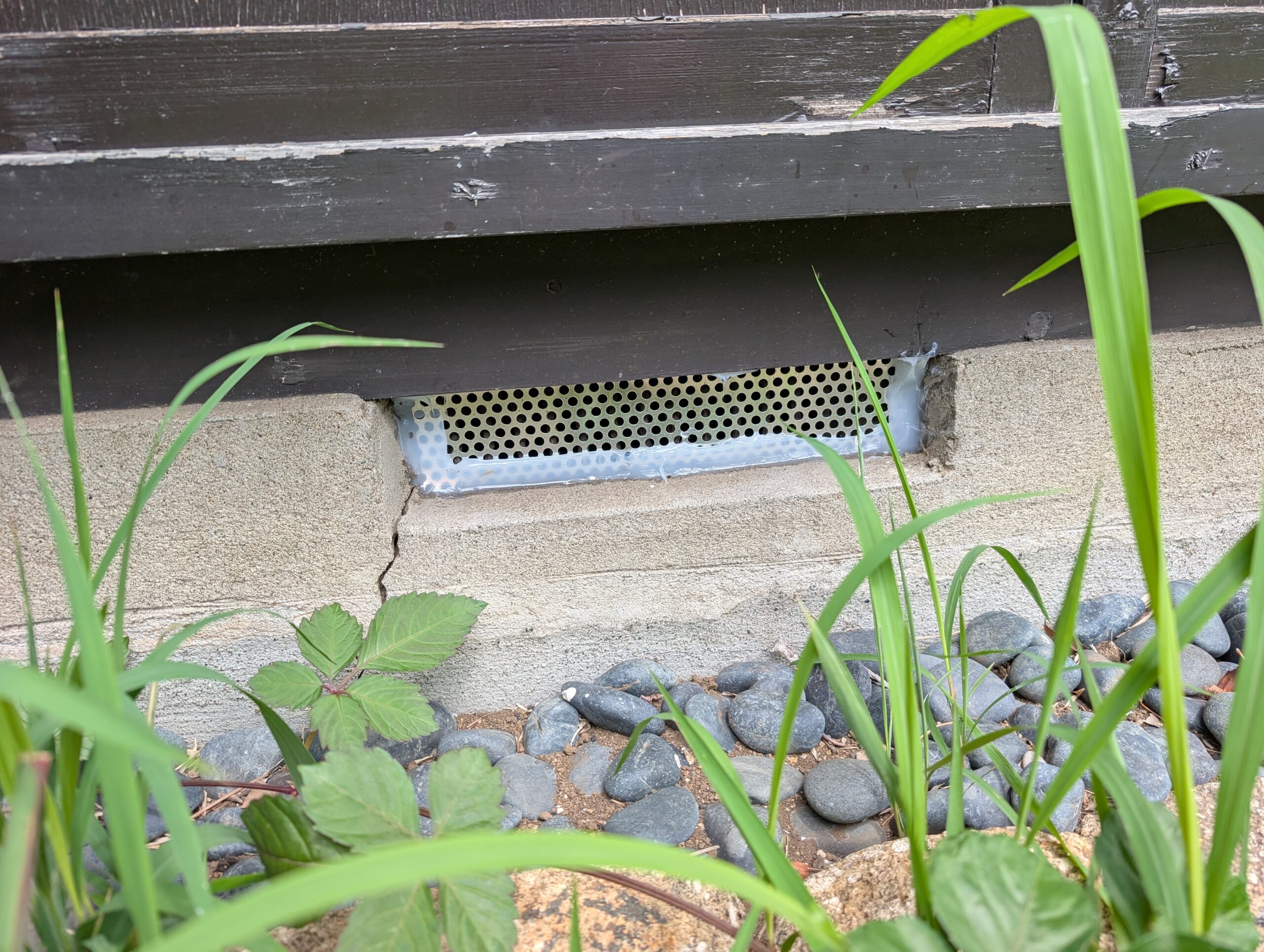 神奈川県横浜市ネズミ駆除現場の写真32