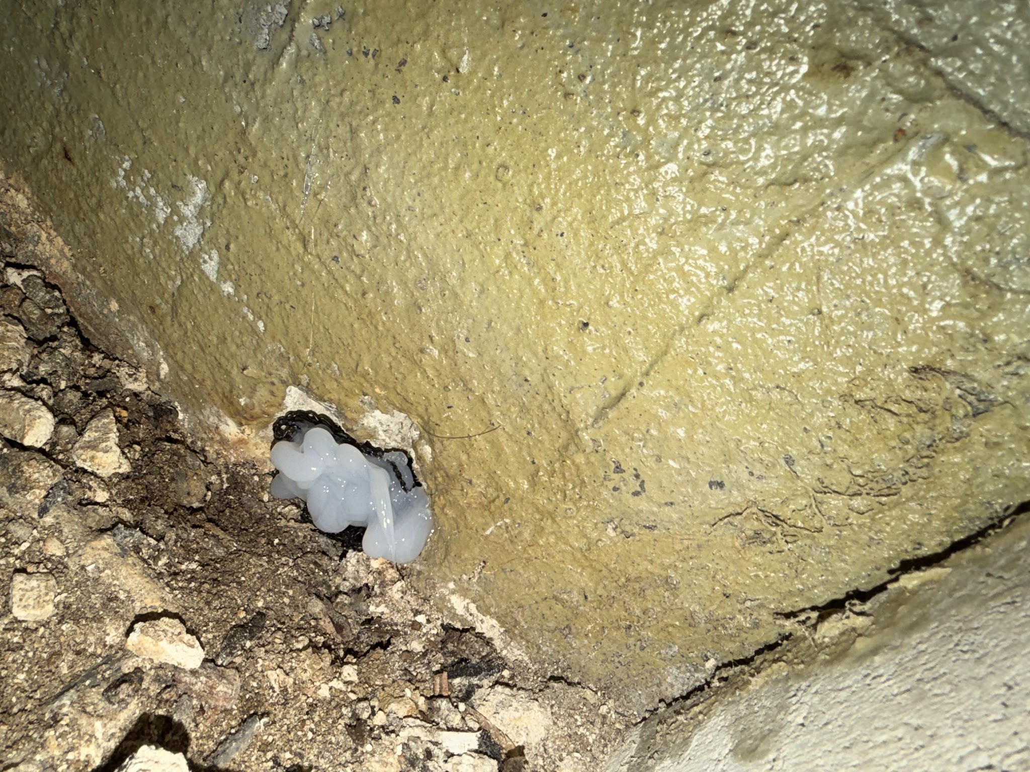 大阪府豊中市ネズミ駆除現場の写真37