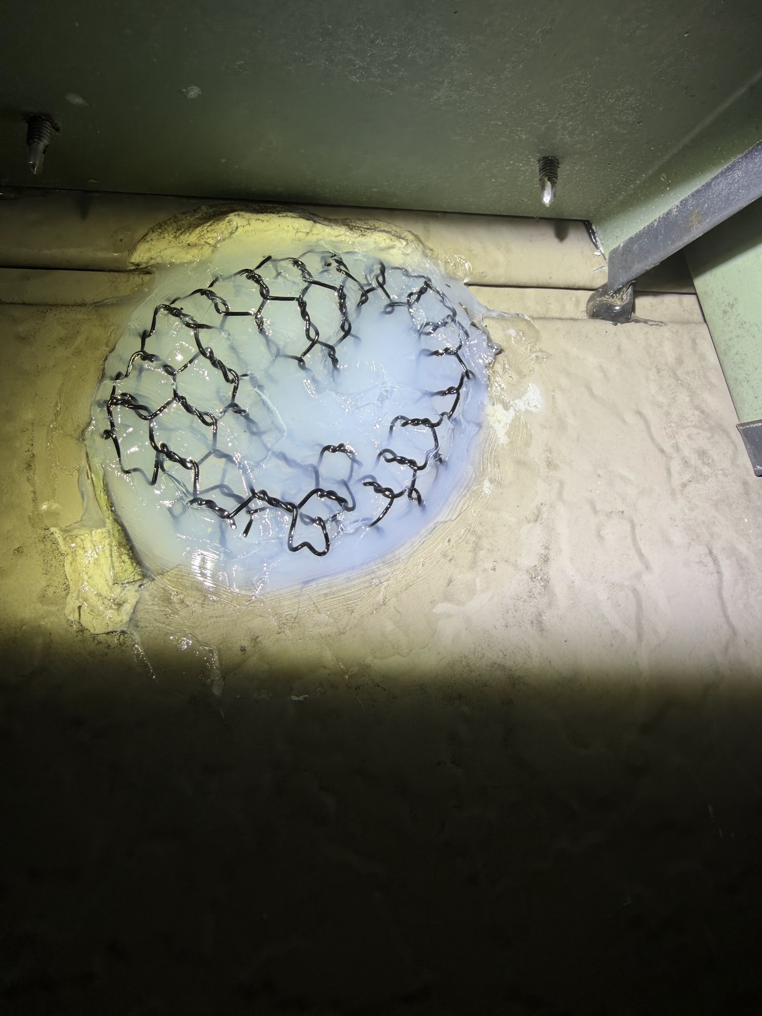 京都府京都市ネズミ駆除現場の写真42