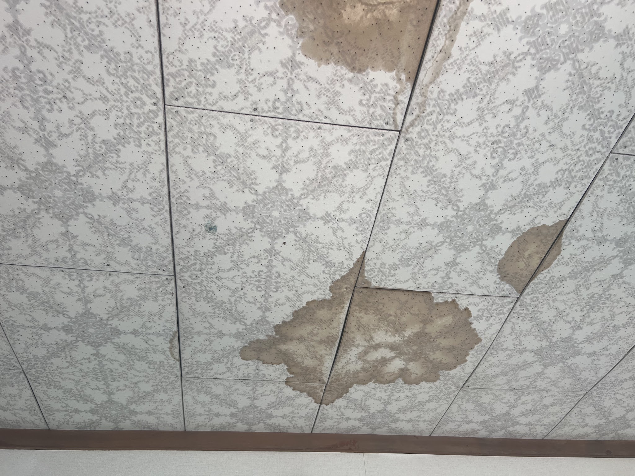 埼玉県所沢市ネズミ駆除現場の写真18