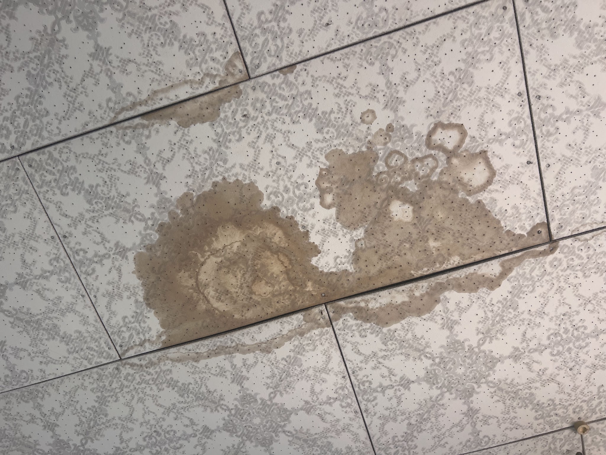 埼玉県所沢市ネズミ駆除現場の写真11