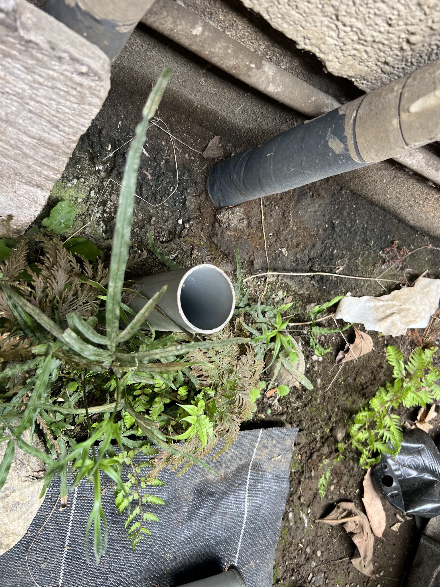 埼玉県所沢市ネズミ駆除現場の写真10