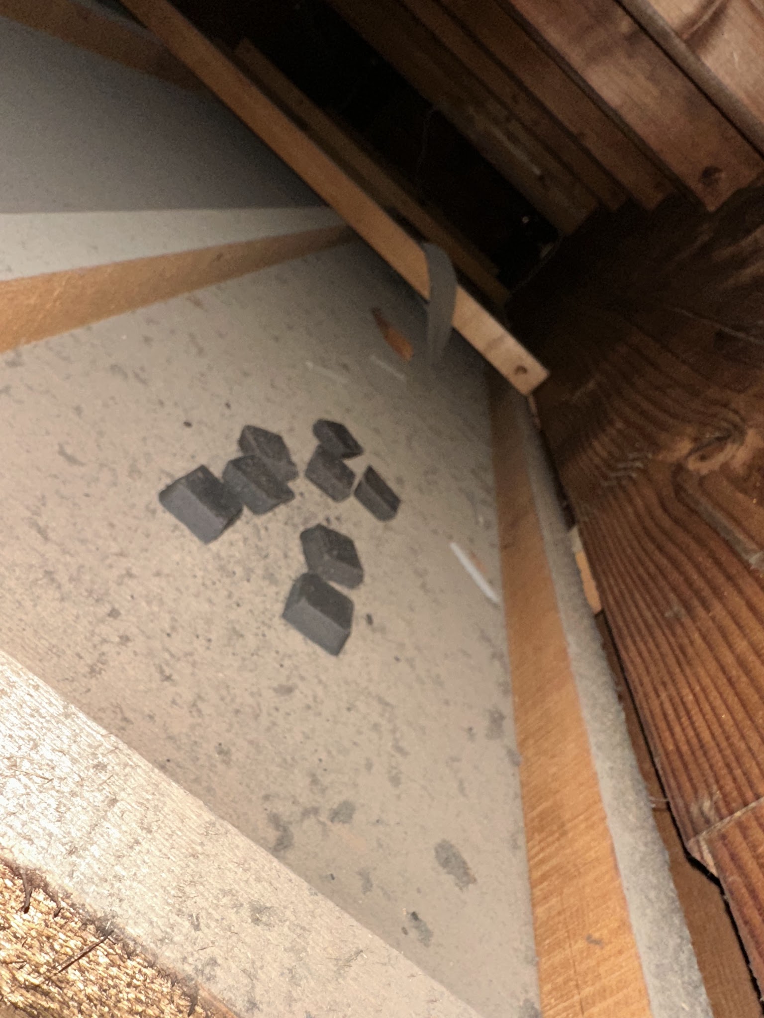 茨城県取手市中型害獣駆除現場の写真12
