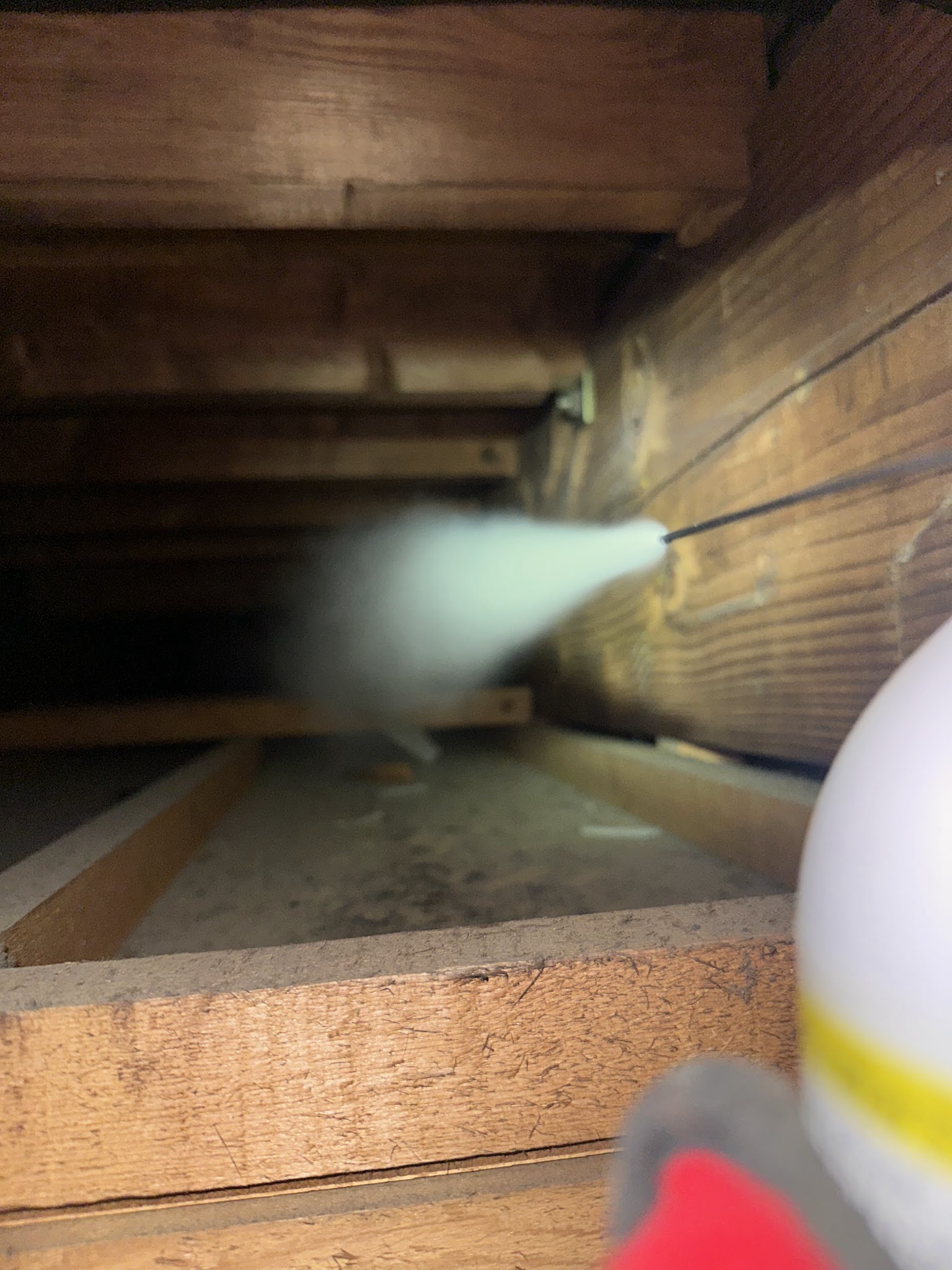 茨城県取手市中型害獣駆除現場の写真4