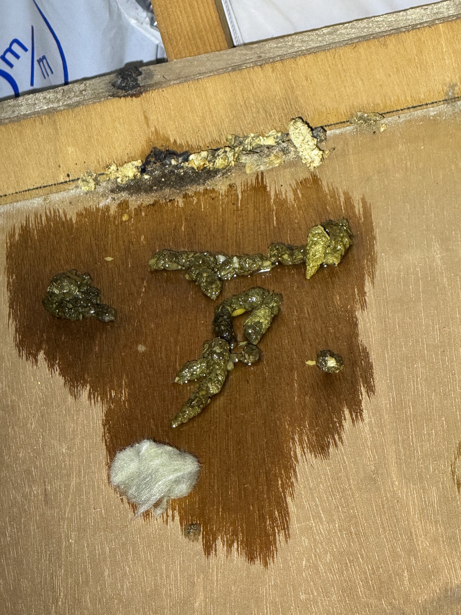 大阪府堺市イタチ駆除現場の写真5
