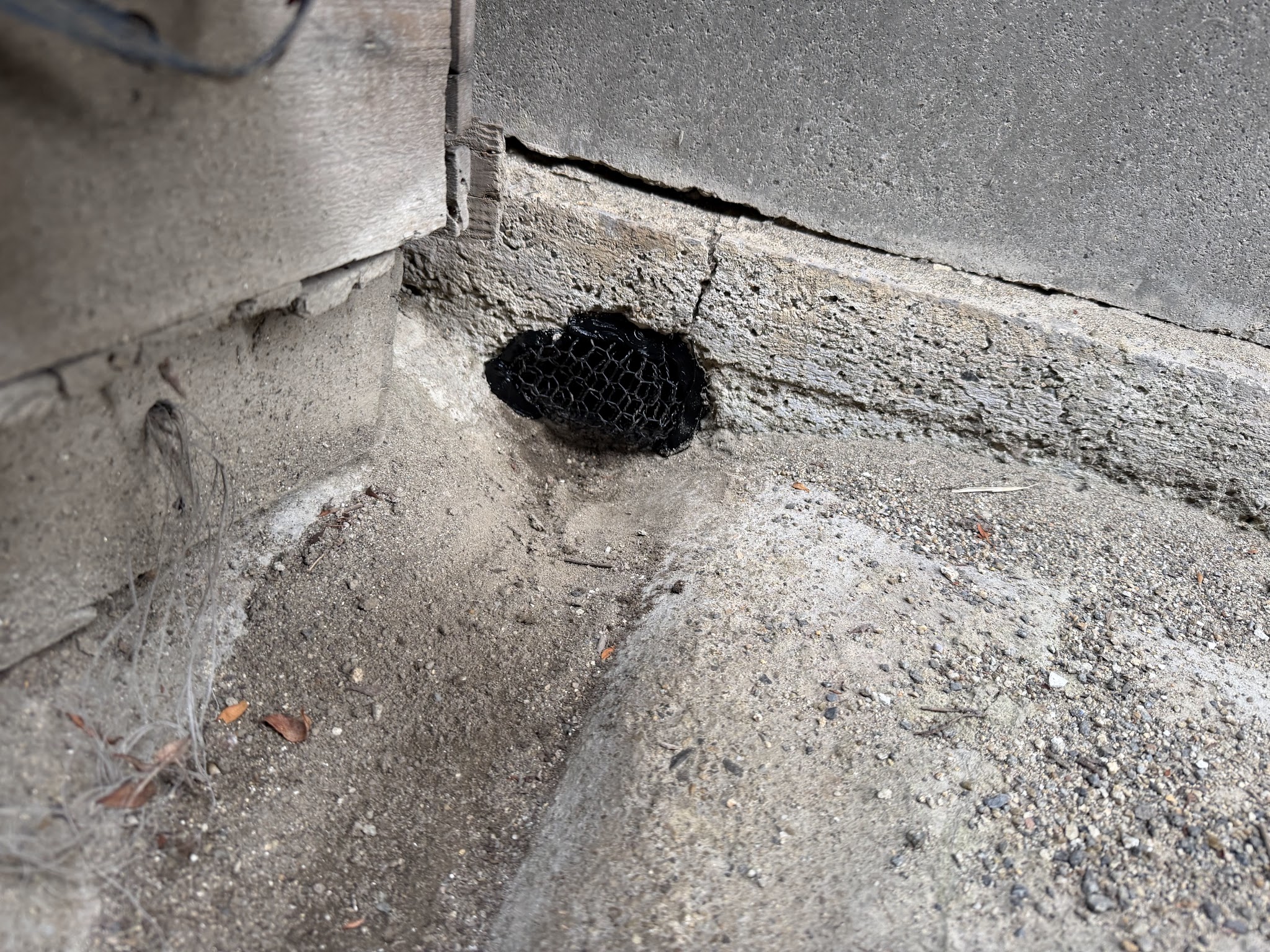 大阪府大阪狭山市アライグマ駆除現場の写真50