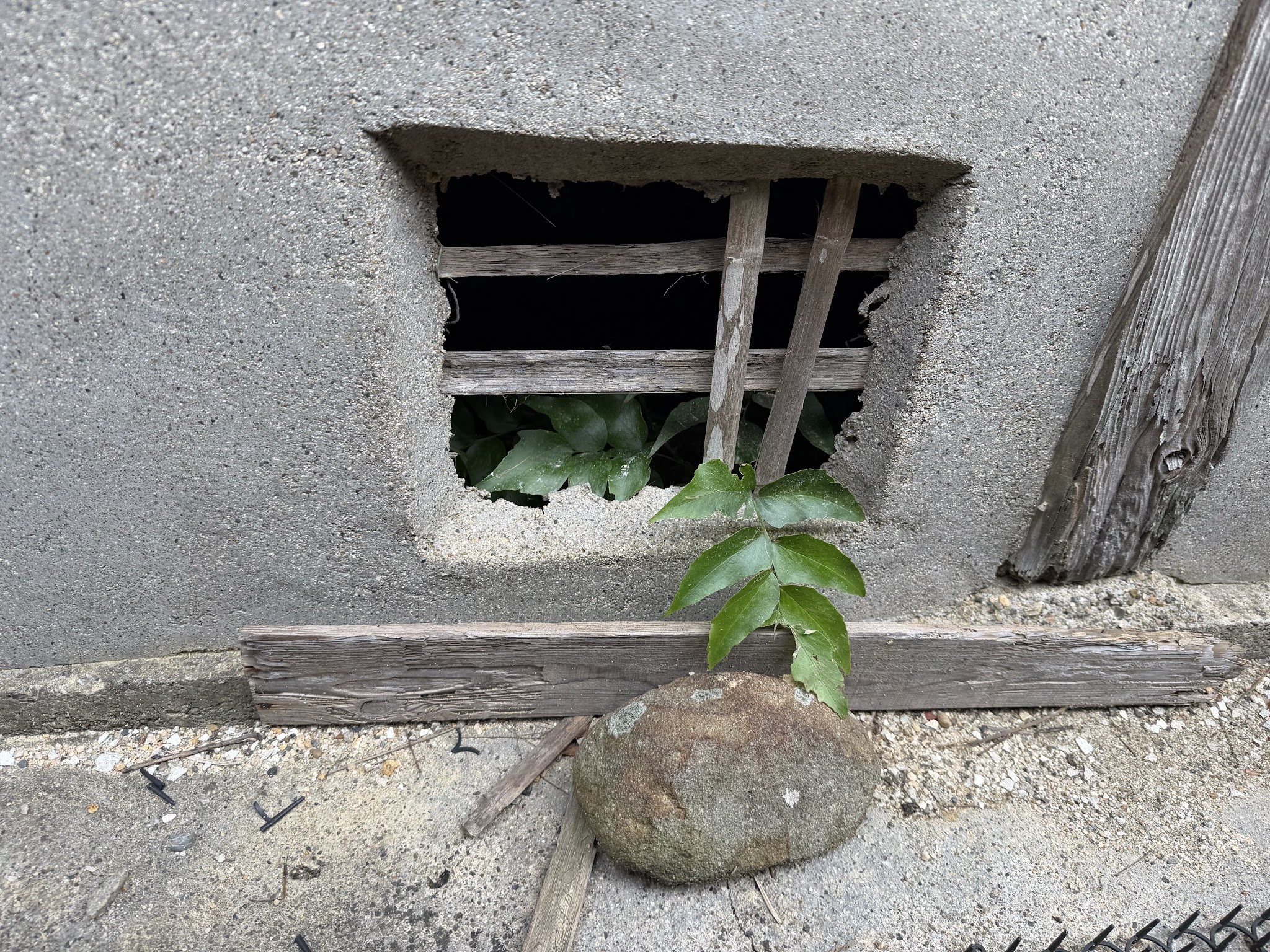 大阪府大阪狭山市アライグマ駆除現場の写真42