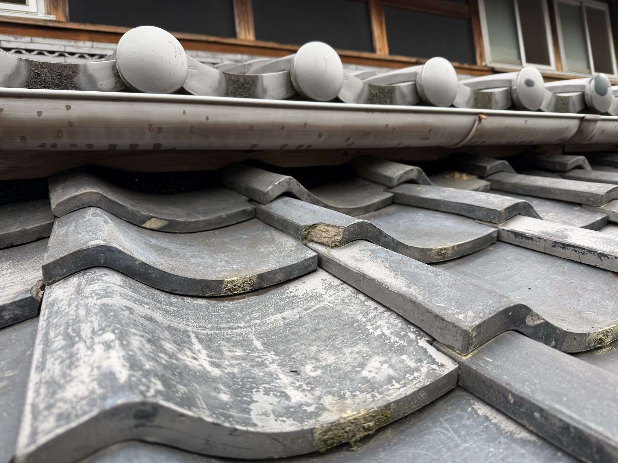 大阪府大阪狭山市アライグマ駆除現場の写真32