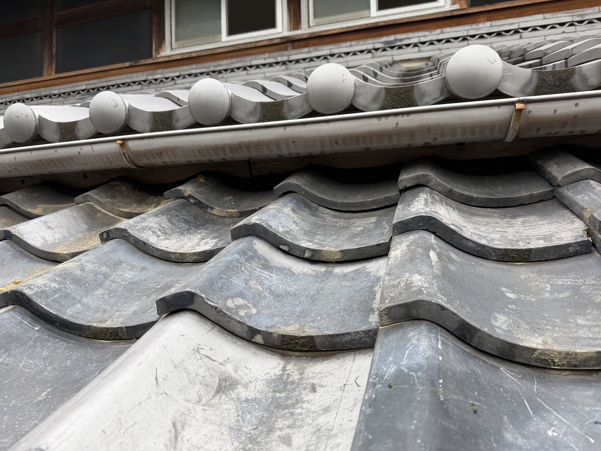 大阪府大阪狭山市アライグマ駆除現場の写真20