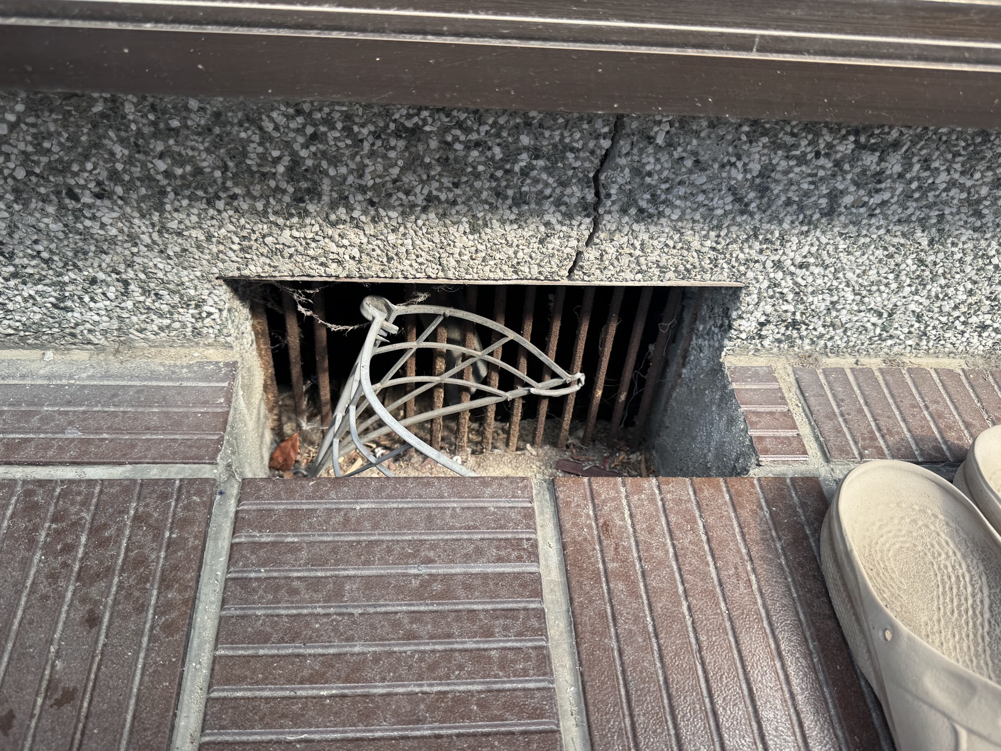 大阪府松原市アライグマ駆除現場の写真12