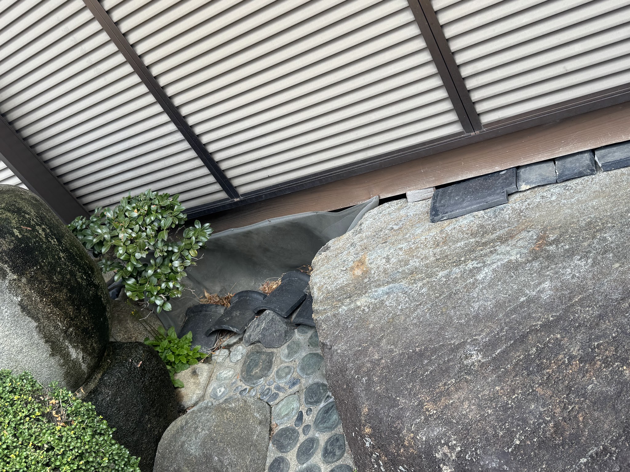 大阪府松原市アライグマ駆除現場の写真11