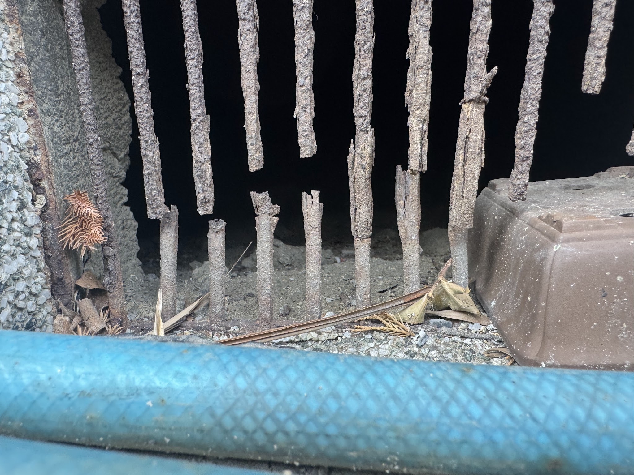 大阪府松原市アライグマ駆除現場の写真18