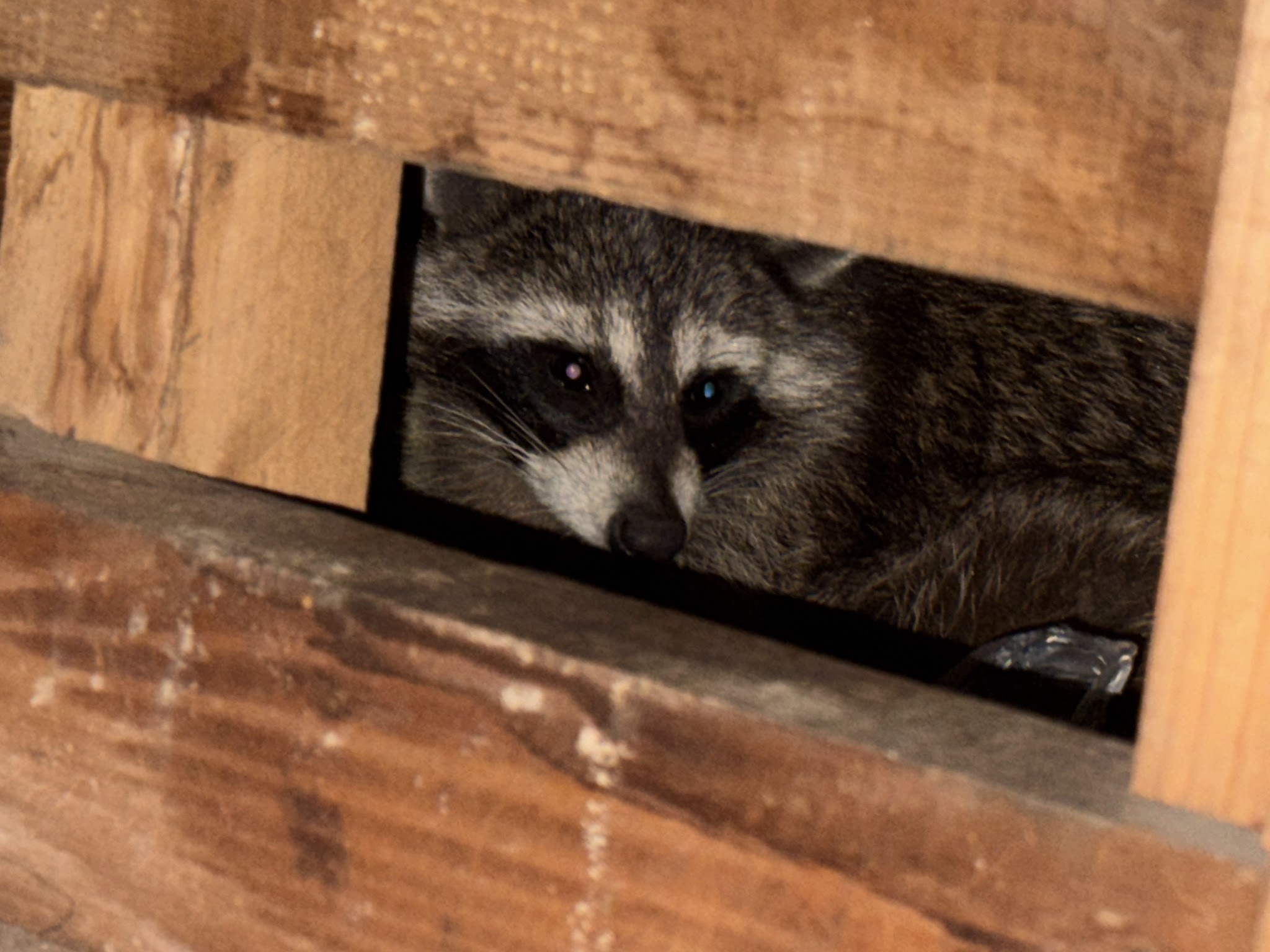 大阪府松原市アライグマ駆除現場の写真20