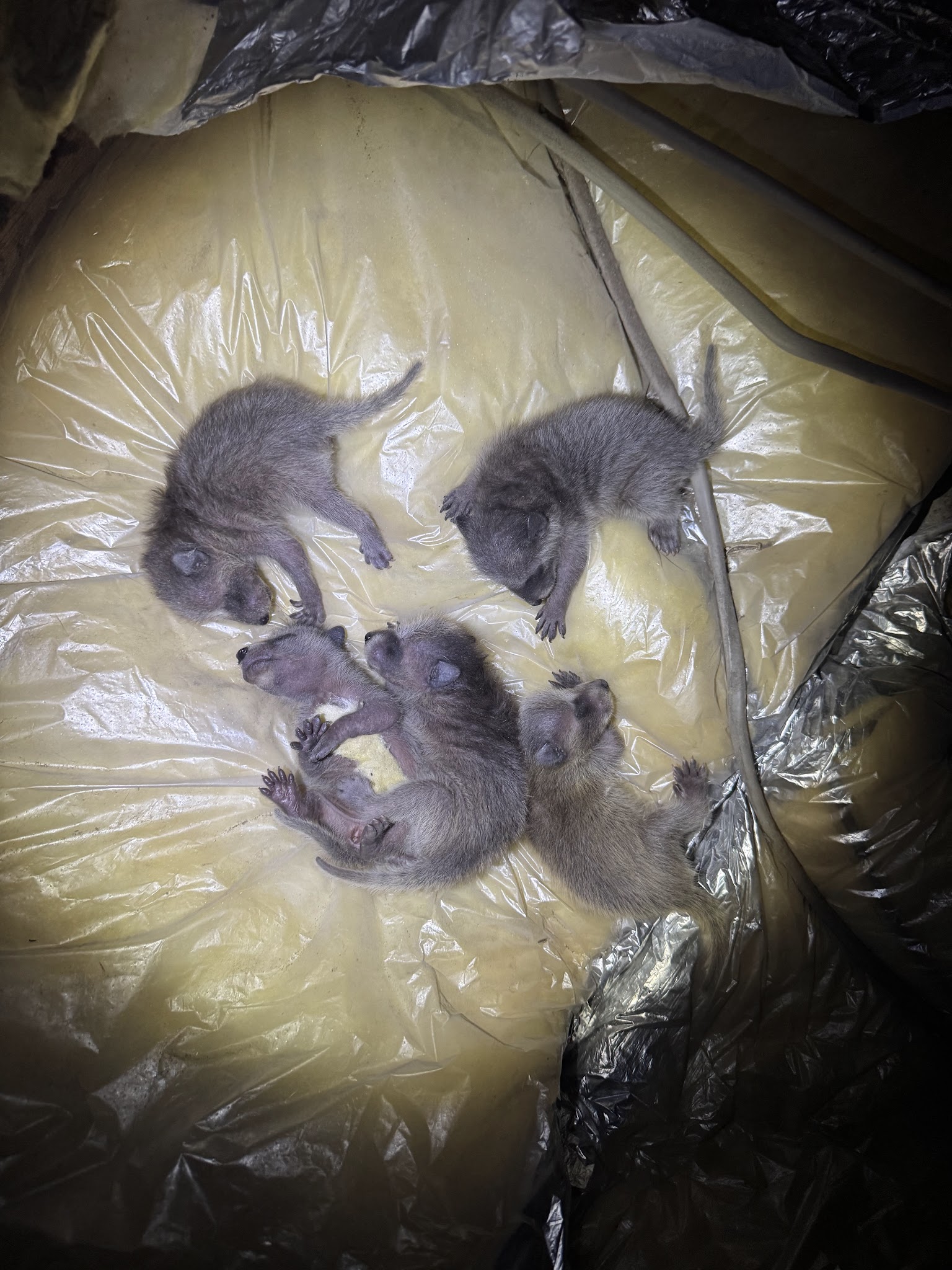 大阪府松原市アライグマ駆除現場の写真13
