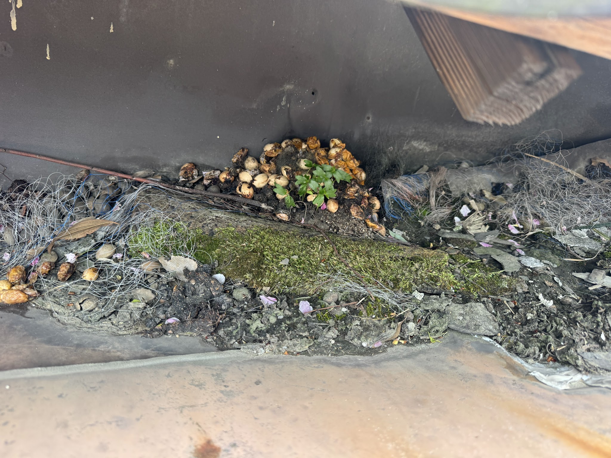 愛知県刈谷市ハクビシン駆除現場の写真17