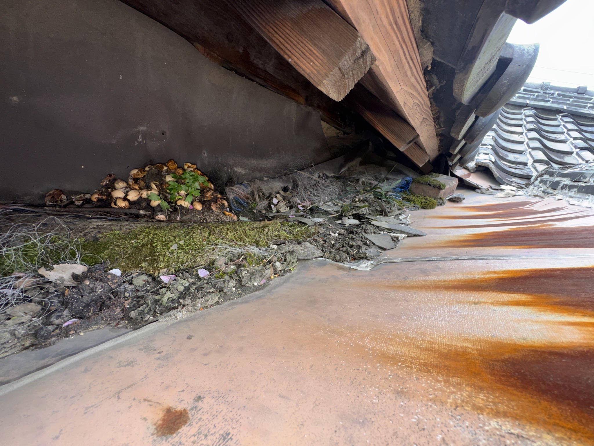 愛知県刈谷市ハクビシン駆除現場の写真22