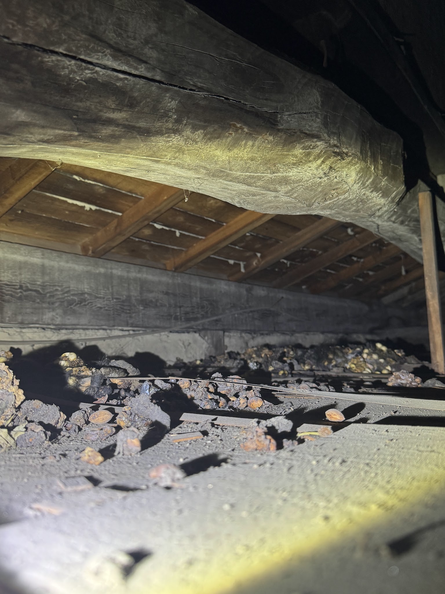 愛知県刈谷市ハクビシン駆除現場の写真21