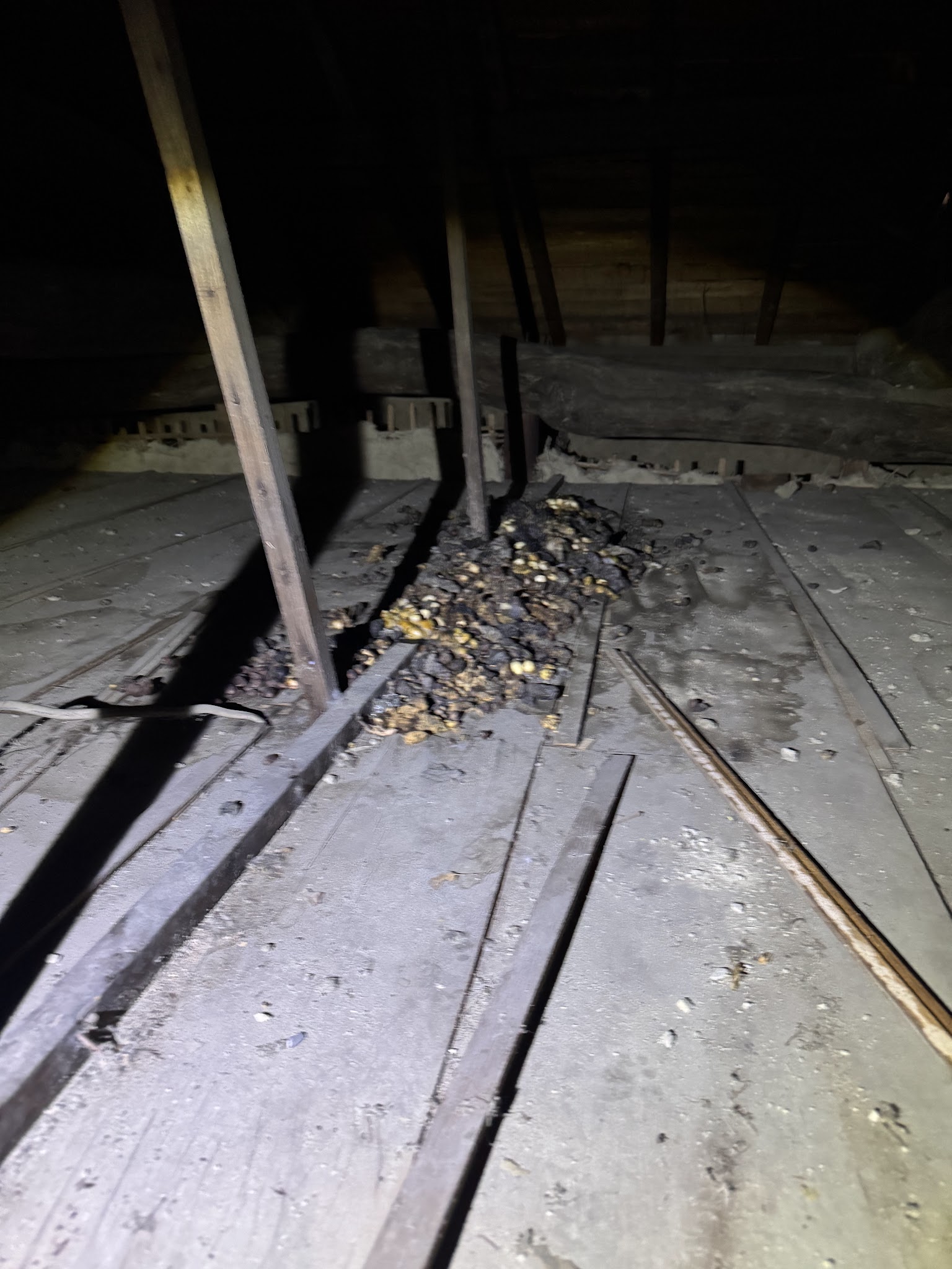 愛知県刈谷市ハクビシン駆除現場の写真9