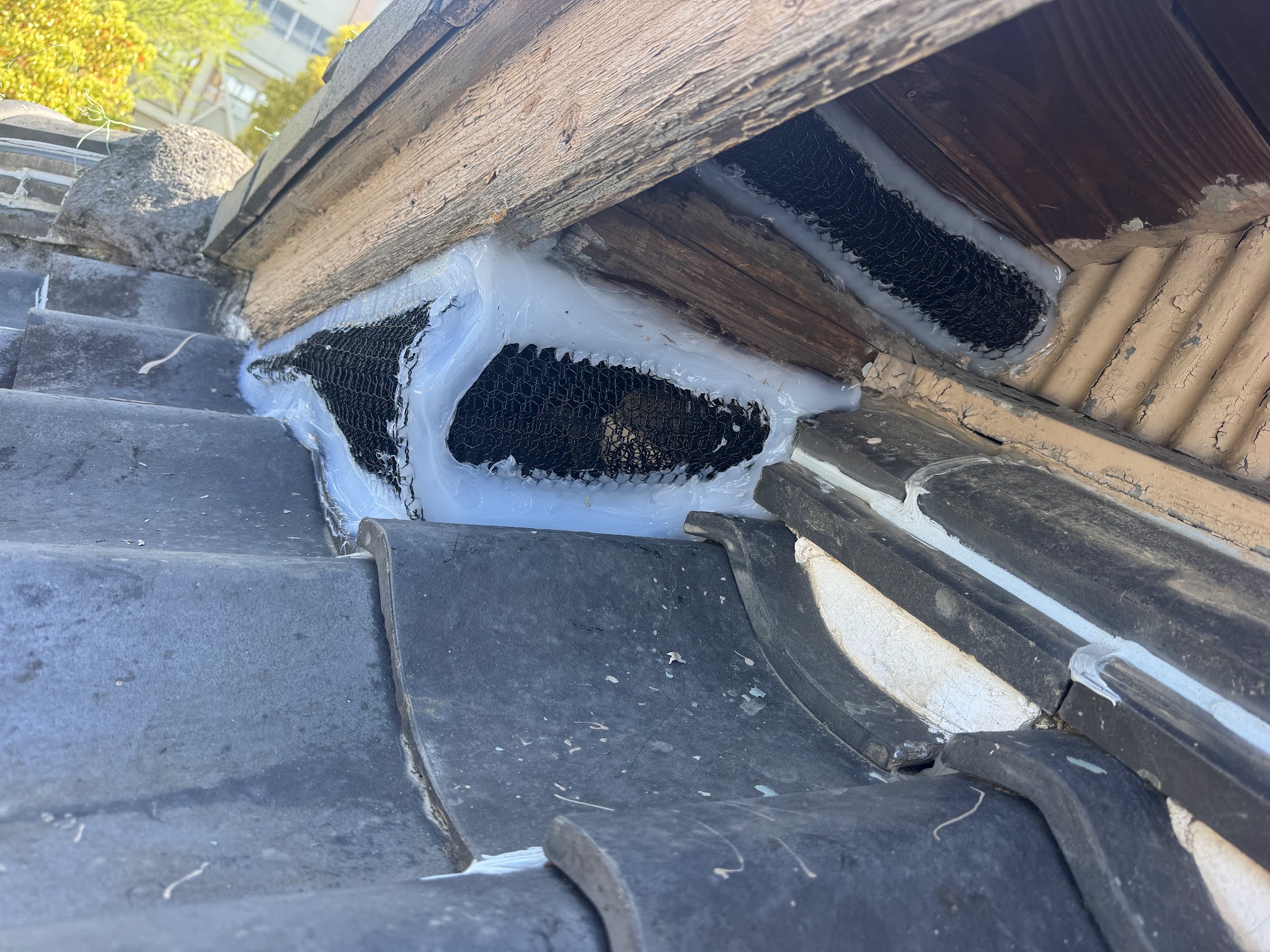 愛知県刈谷市ハクビシン駆除現場の写真4