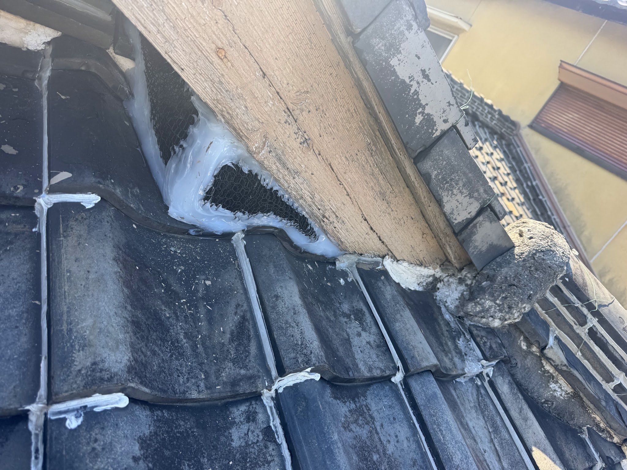 愛知県刈谷市ハクビシン駆除現場の写真3