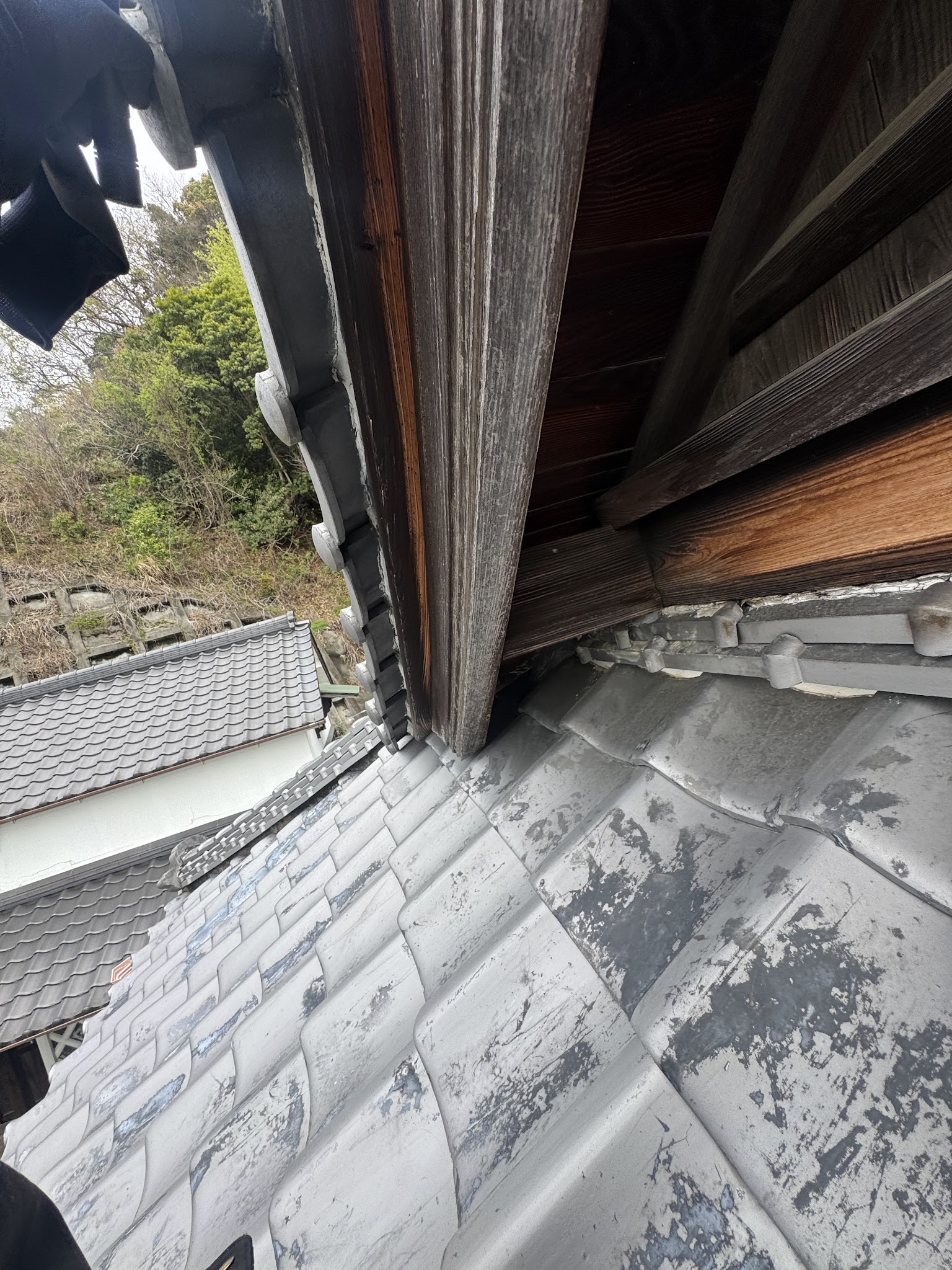 静岡県焼津市ハクビシン駆除現場の写真35