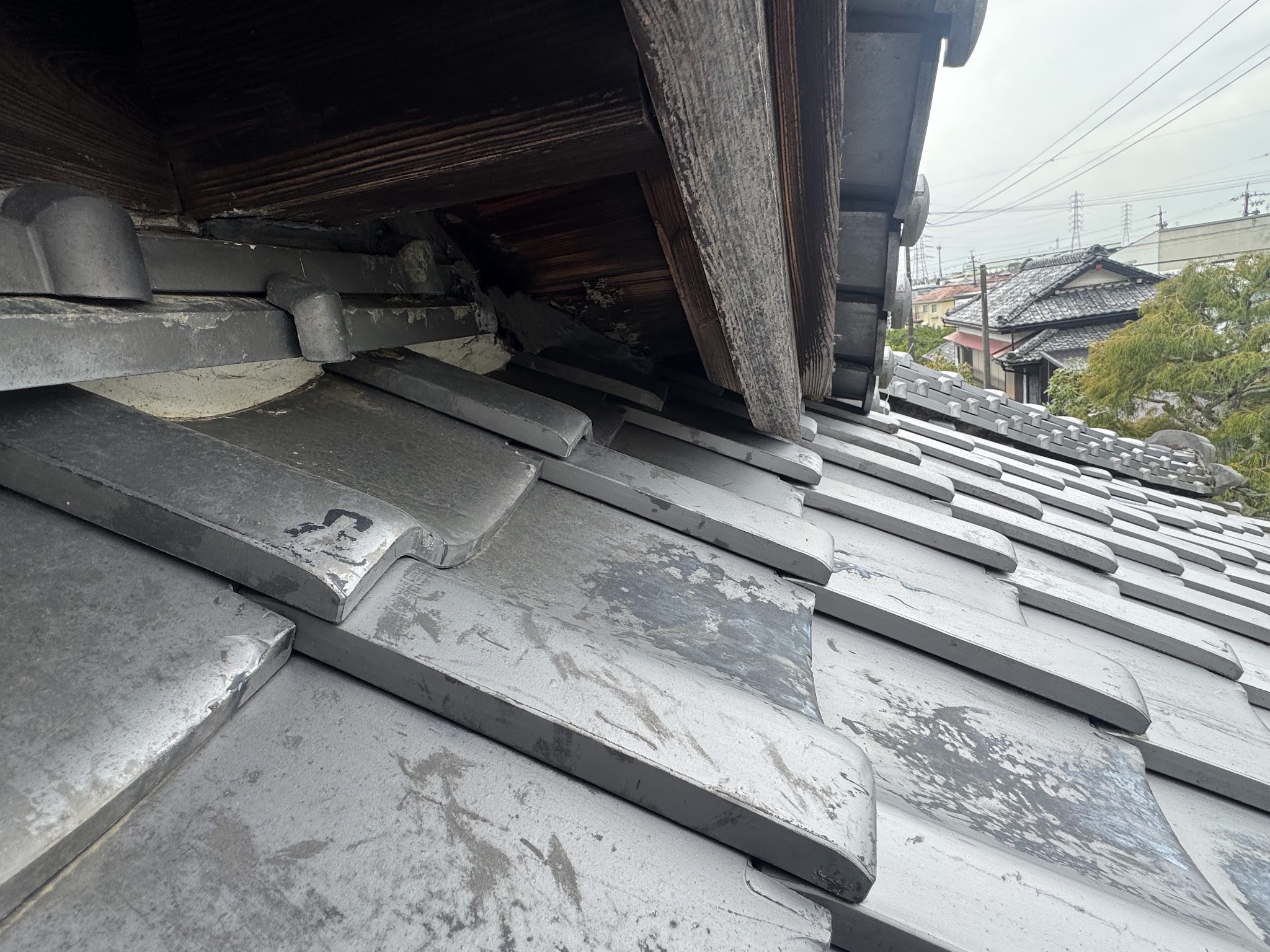 静岡県焼津市ハクビシン駆除現場の写真37