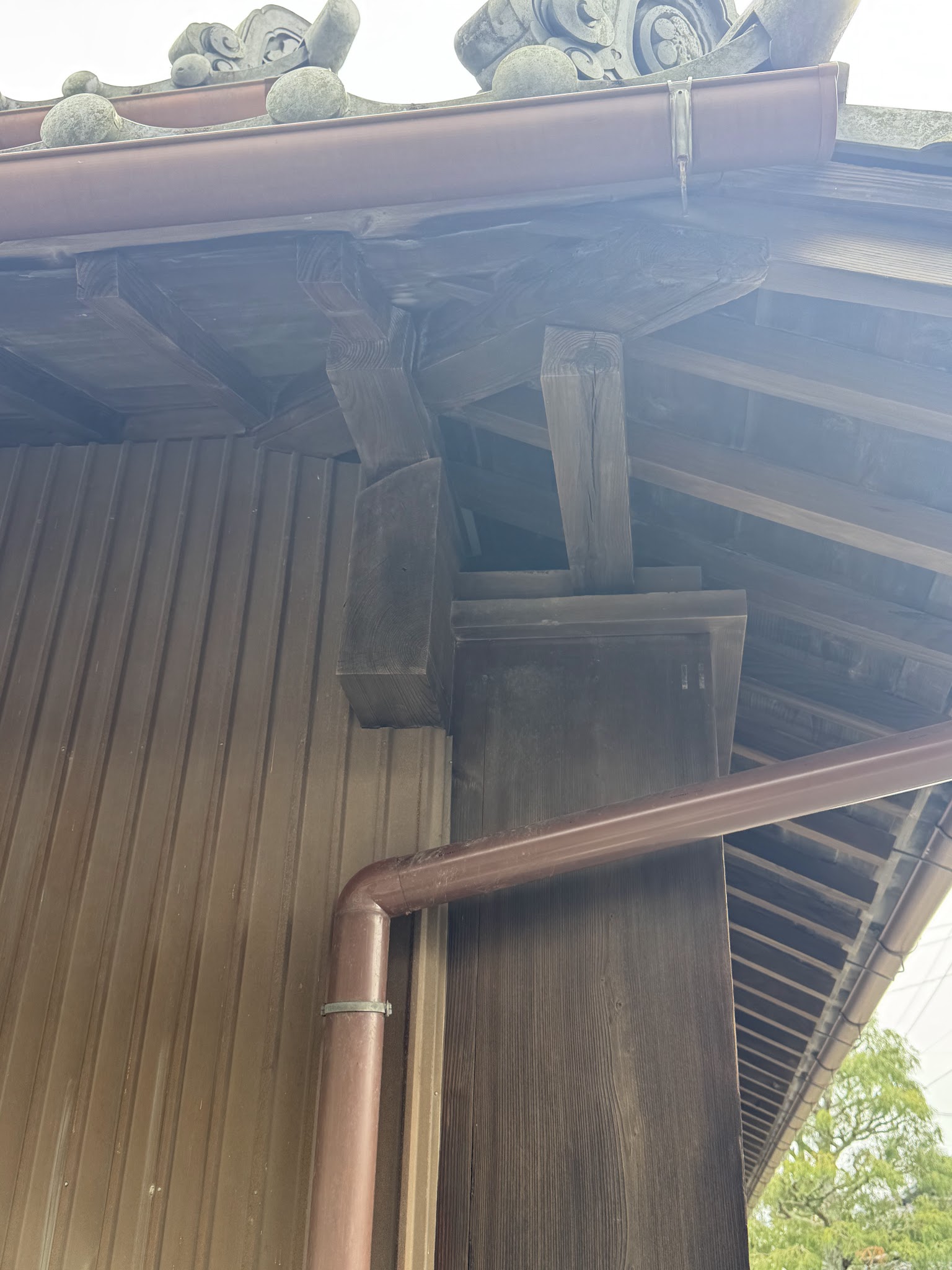 静岡県焼津市ハクビシン駆除現場の写真40