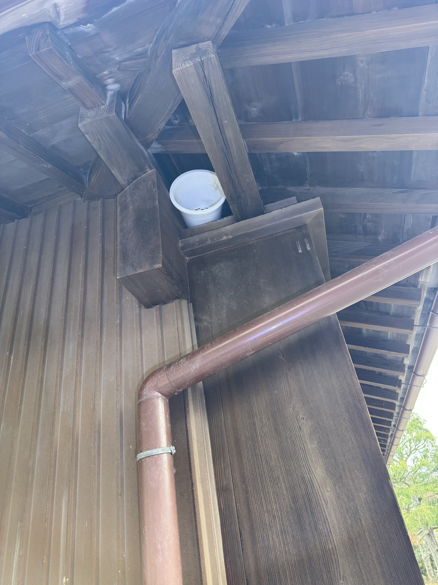 静岡県焼津市ハクビシン駆除現場の写真9