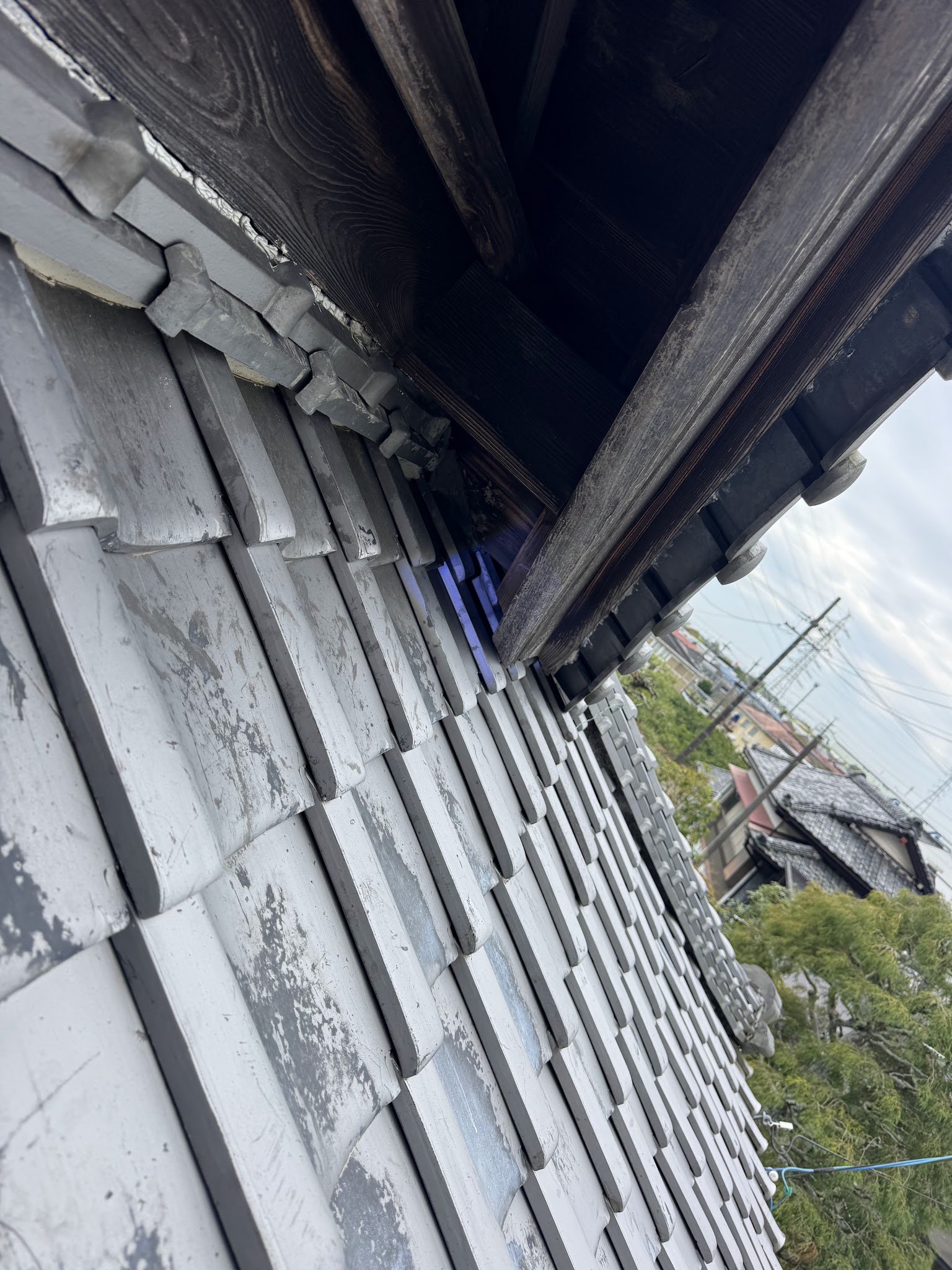 静岡県焼津市ハクビシン駆除現場の写真23