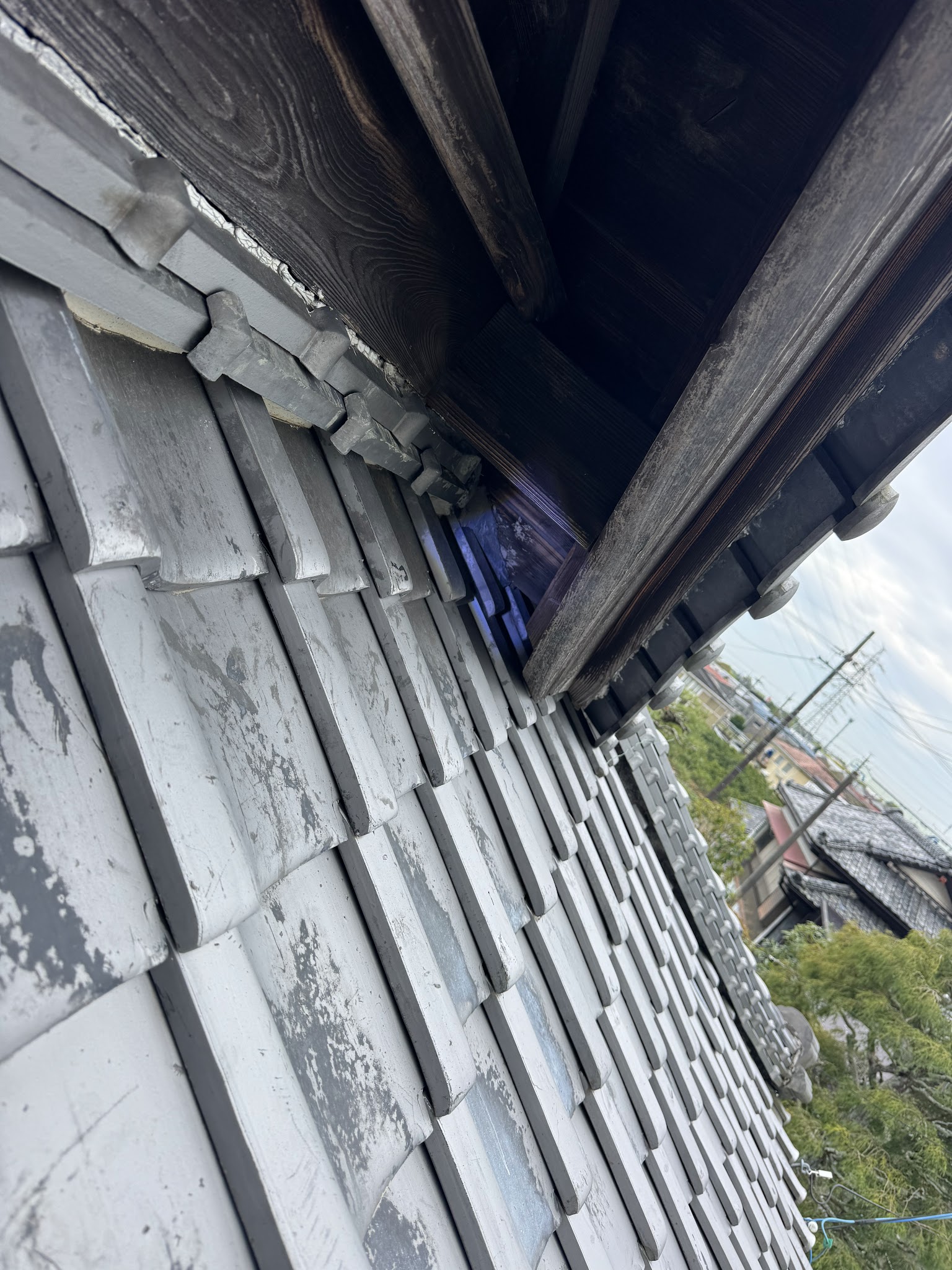 静岡県焼津市ハクビシン駆除現場の写真19