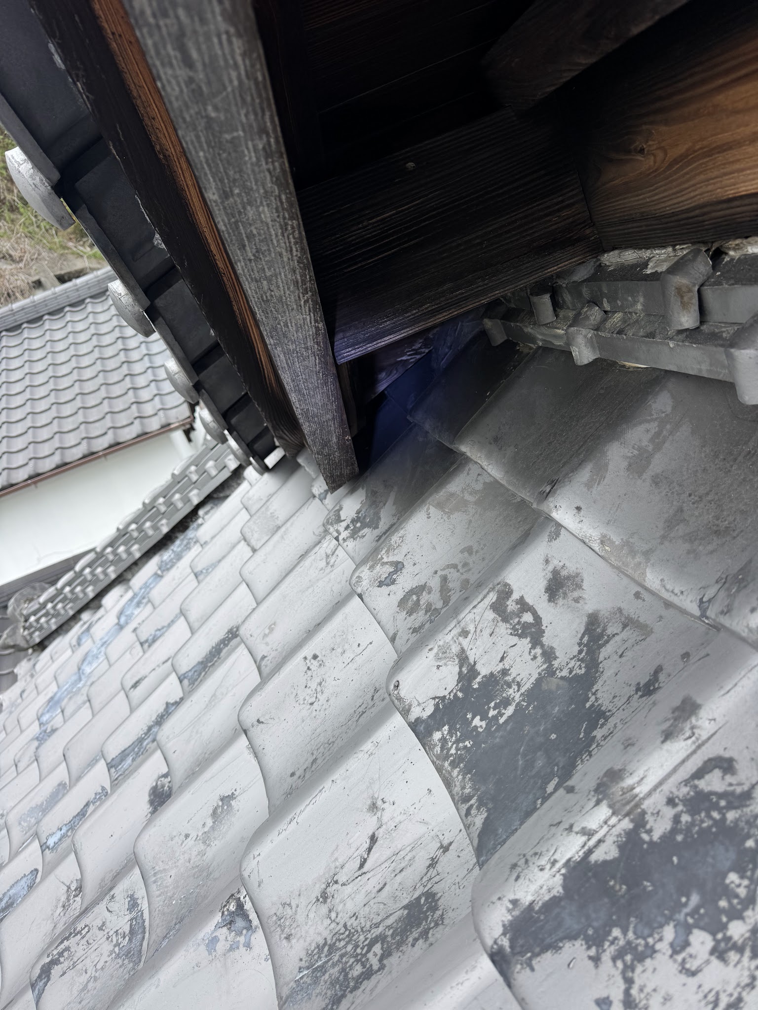 静岡県焼津市ハクビシン駆除現場の写真21