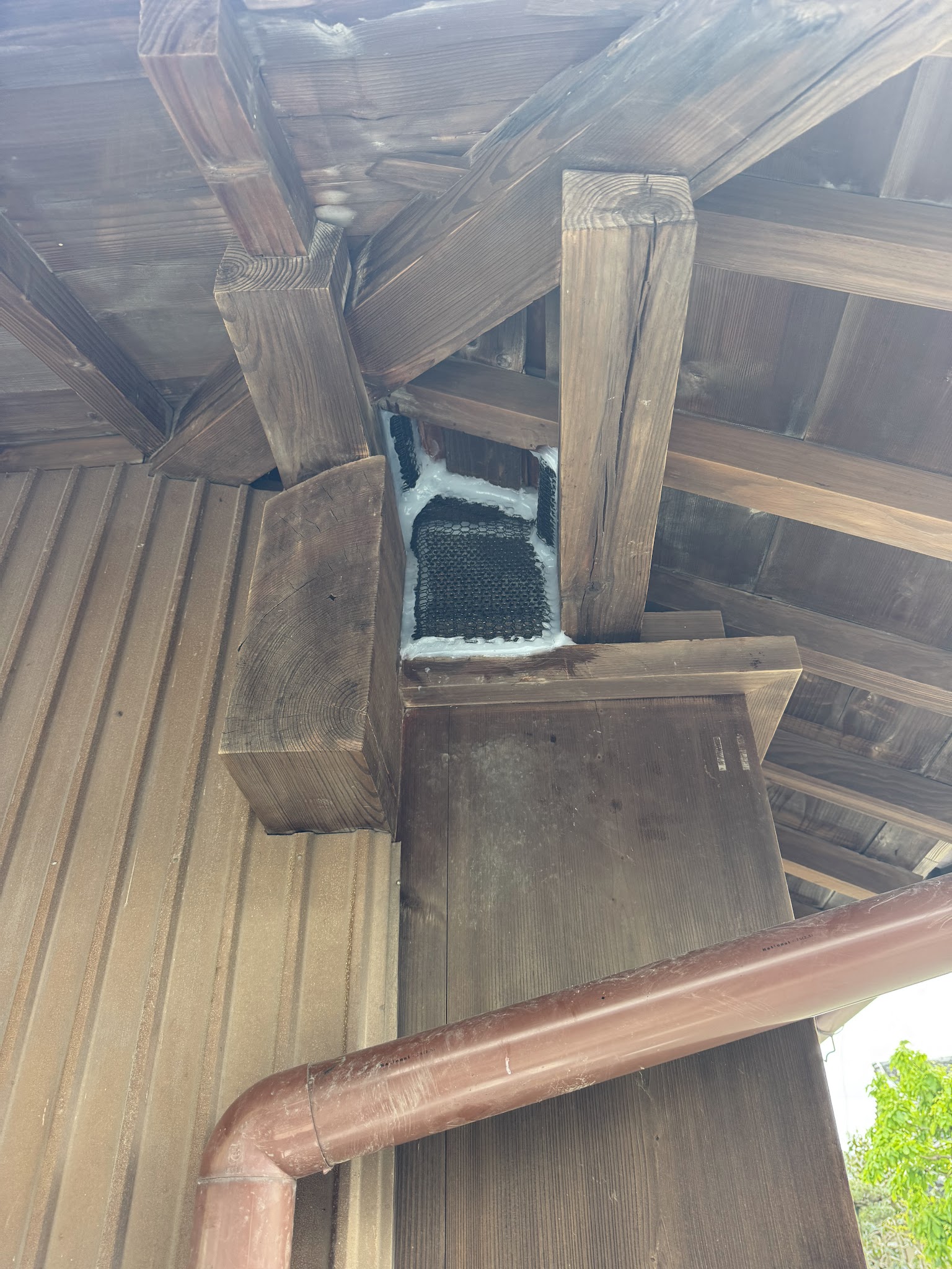 静岡県焼津市ハクビシン駆除現場の写真14