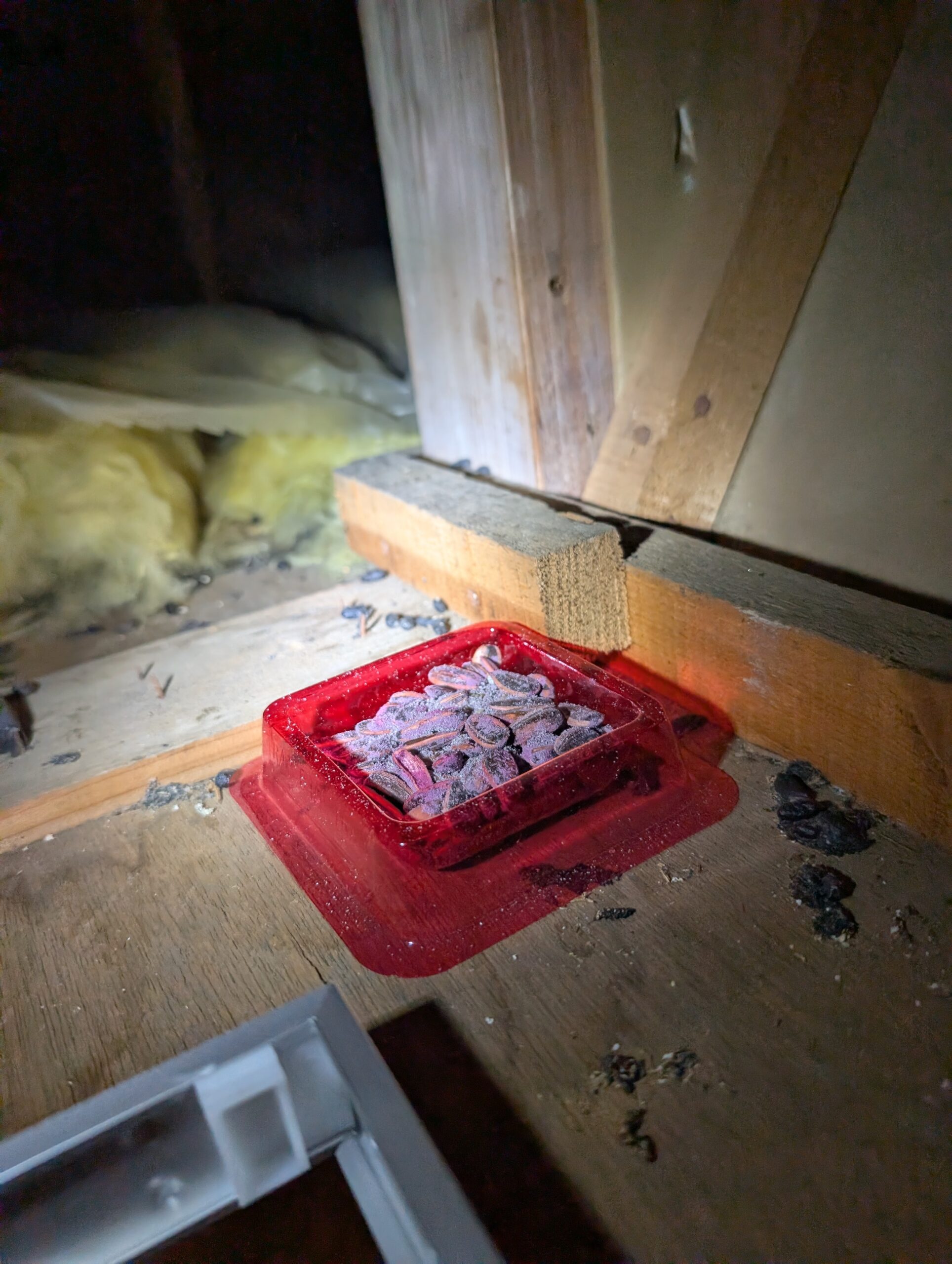 神奈川県横浜市ネズミ駆除現場の写真2