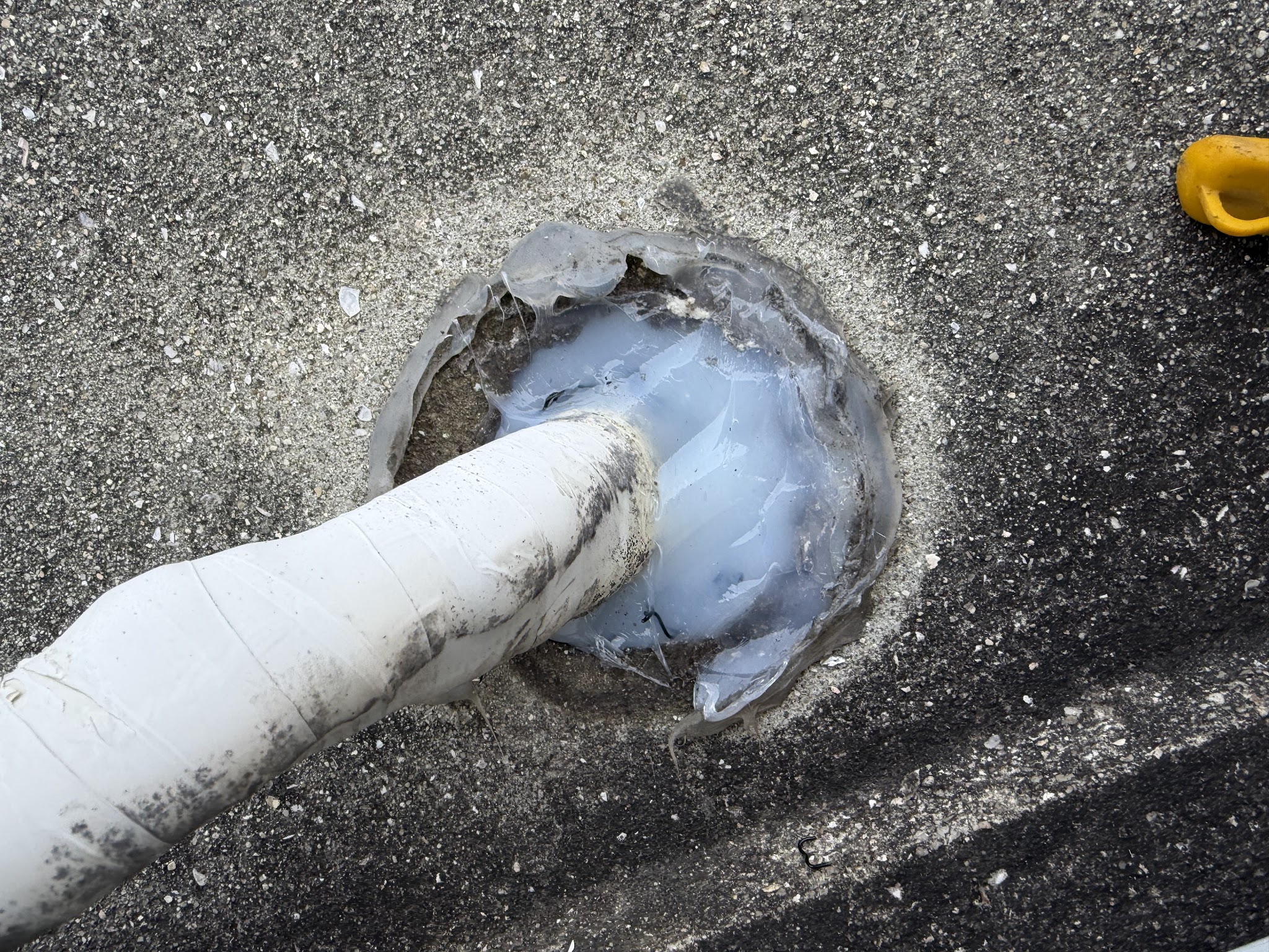 関西イタチ駆除現場の写真6