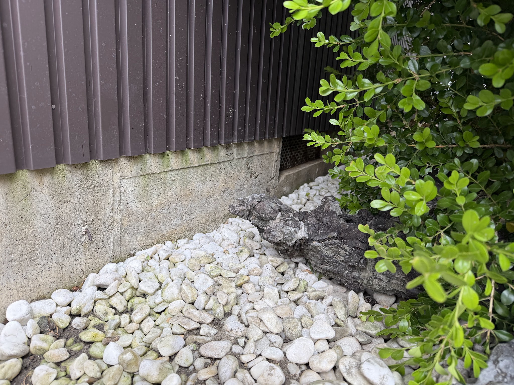 愛知県あま市害獣駆除現場の写真31