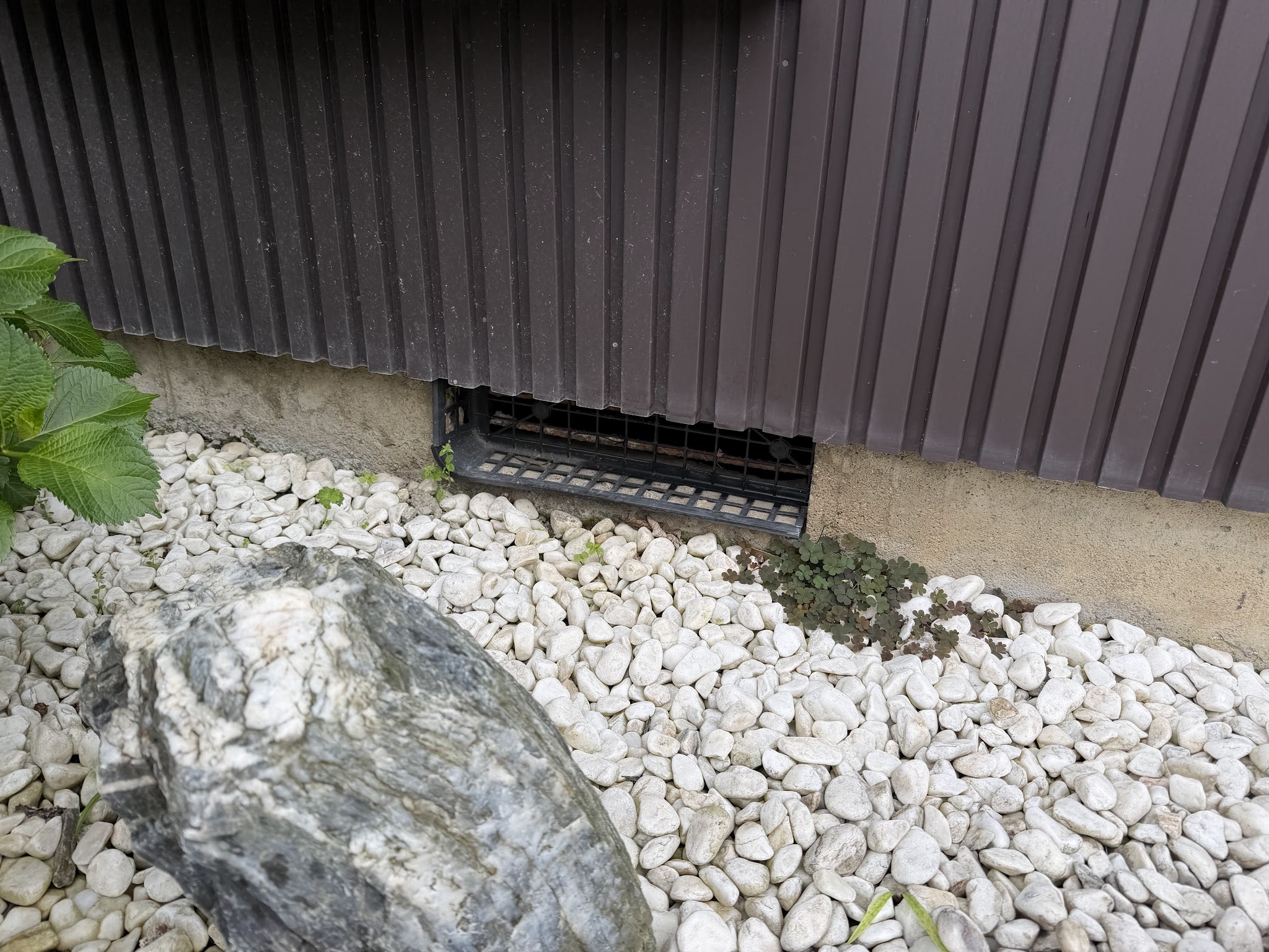 愛知県あま市害獣駆除現場の写真34