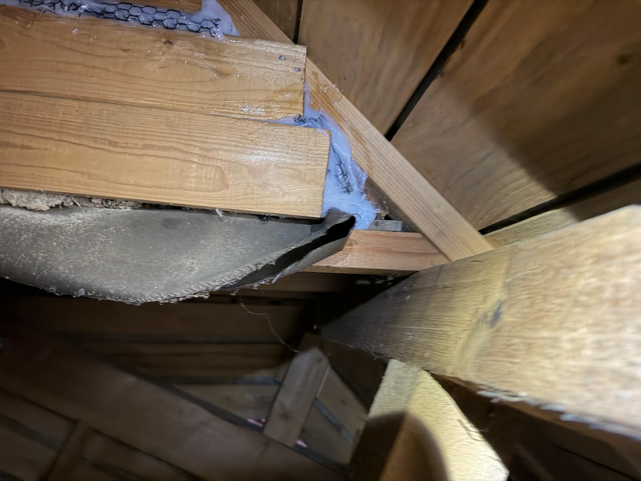京都府京都市害獣駆除現場の写真27