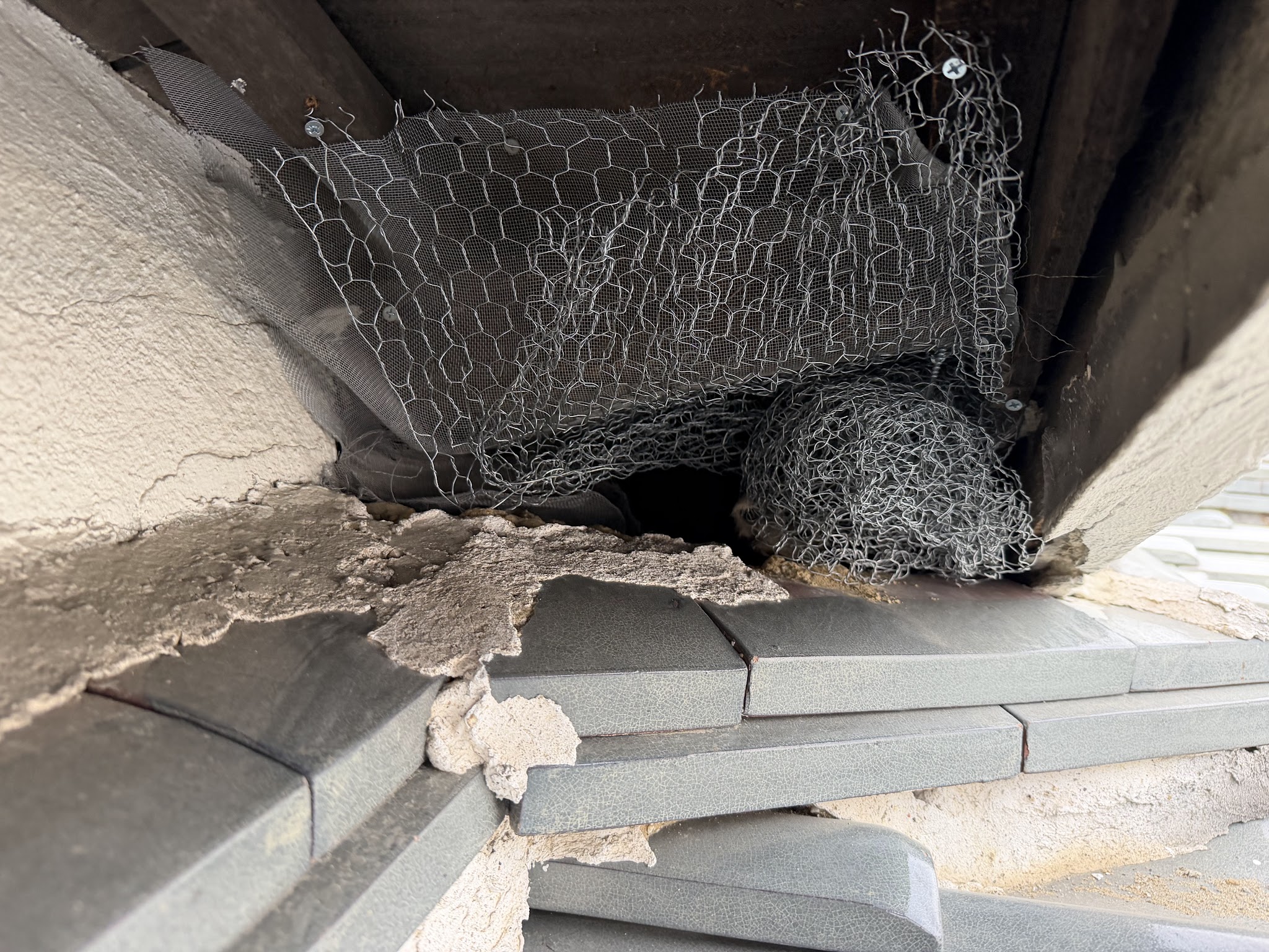 大阪府吹田市害獣駆除現場の写真24