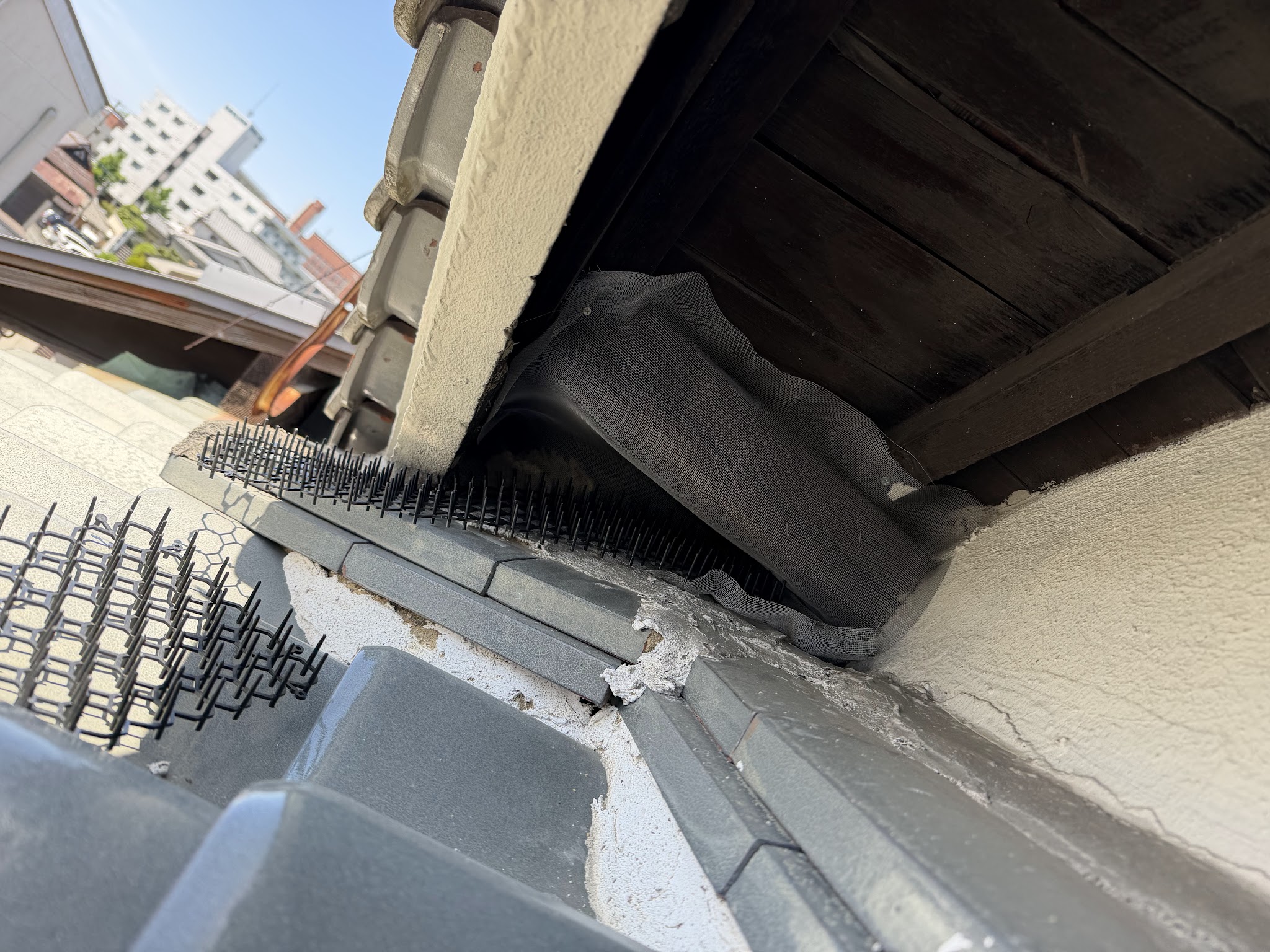大阪府吹田市害獣駆除現場の写真20