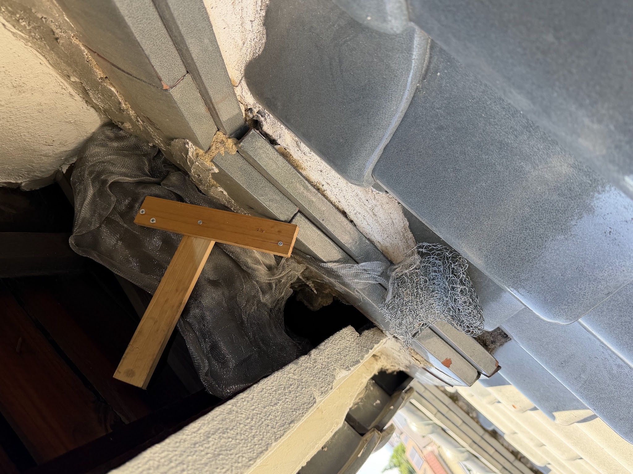 大阪府吹田市害獣駆除現場の写真11