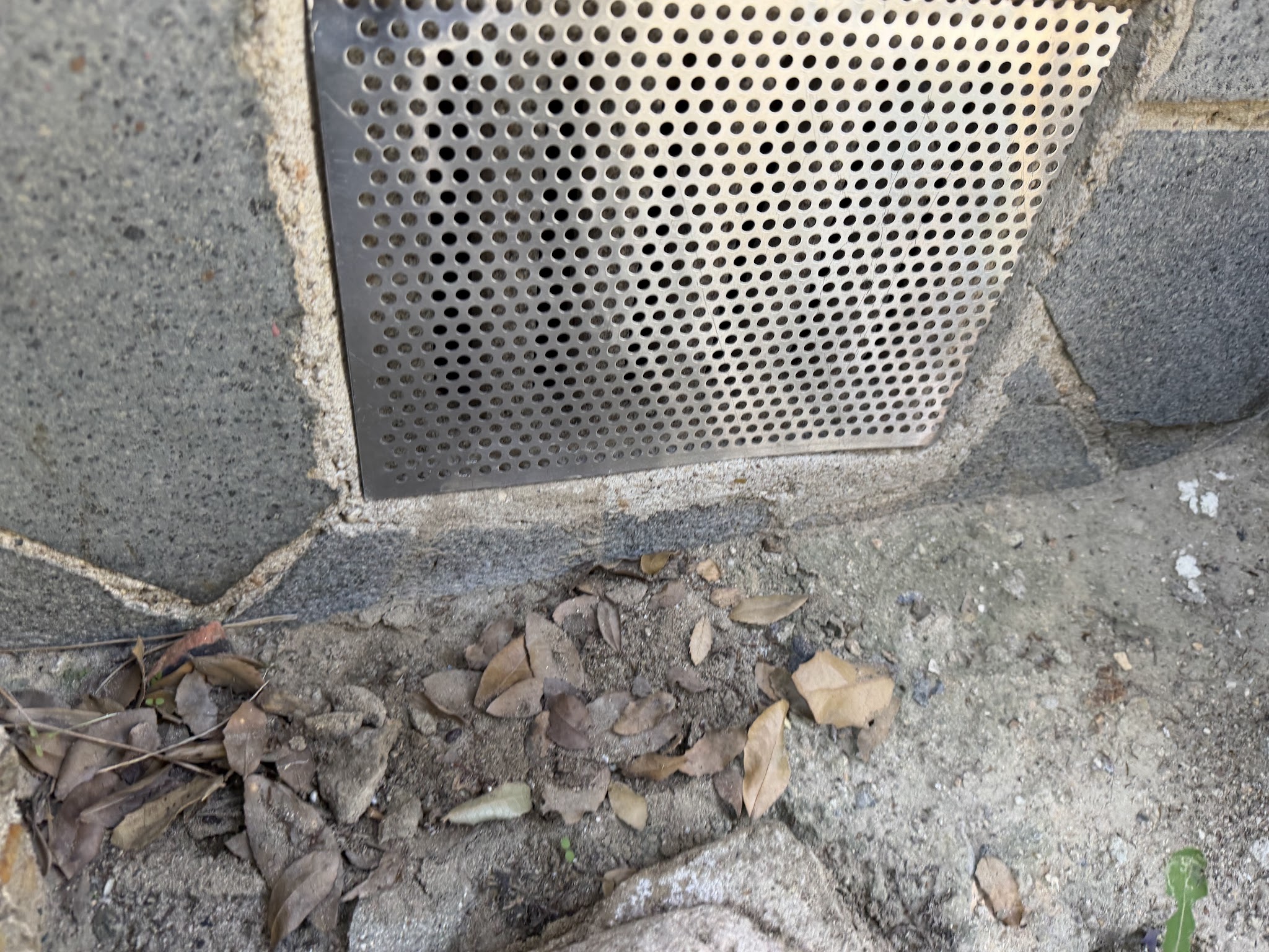 大阪府吹田市害獣駆除現場の写真15