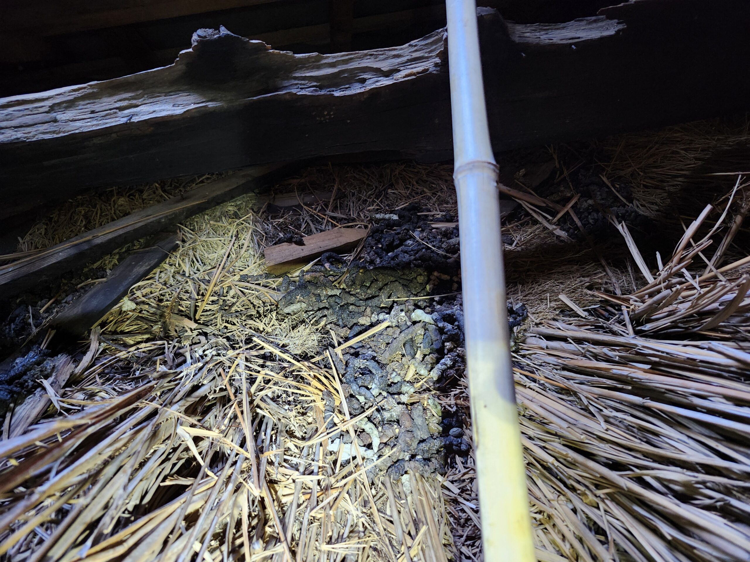 京都府南丹市害獣駆除現場の写真34