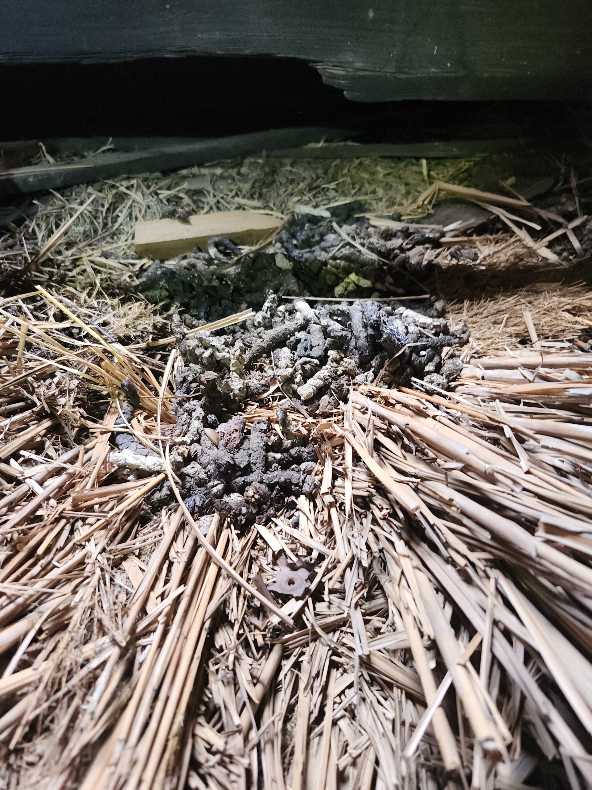 京都府南丹市害獣駆除現場の写真5