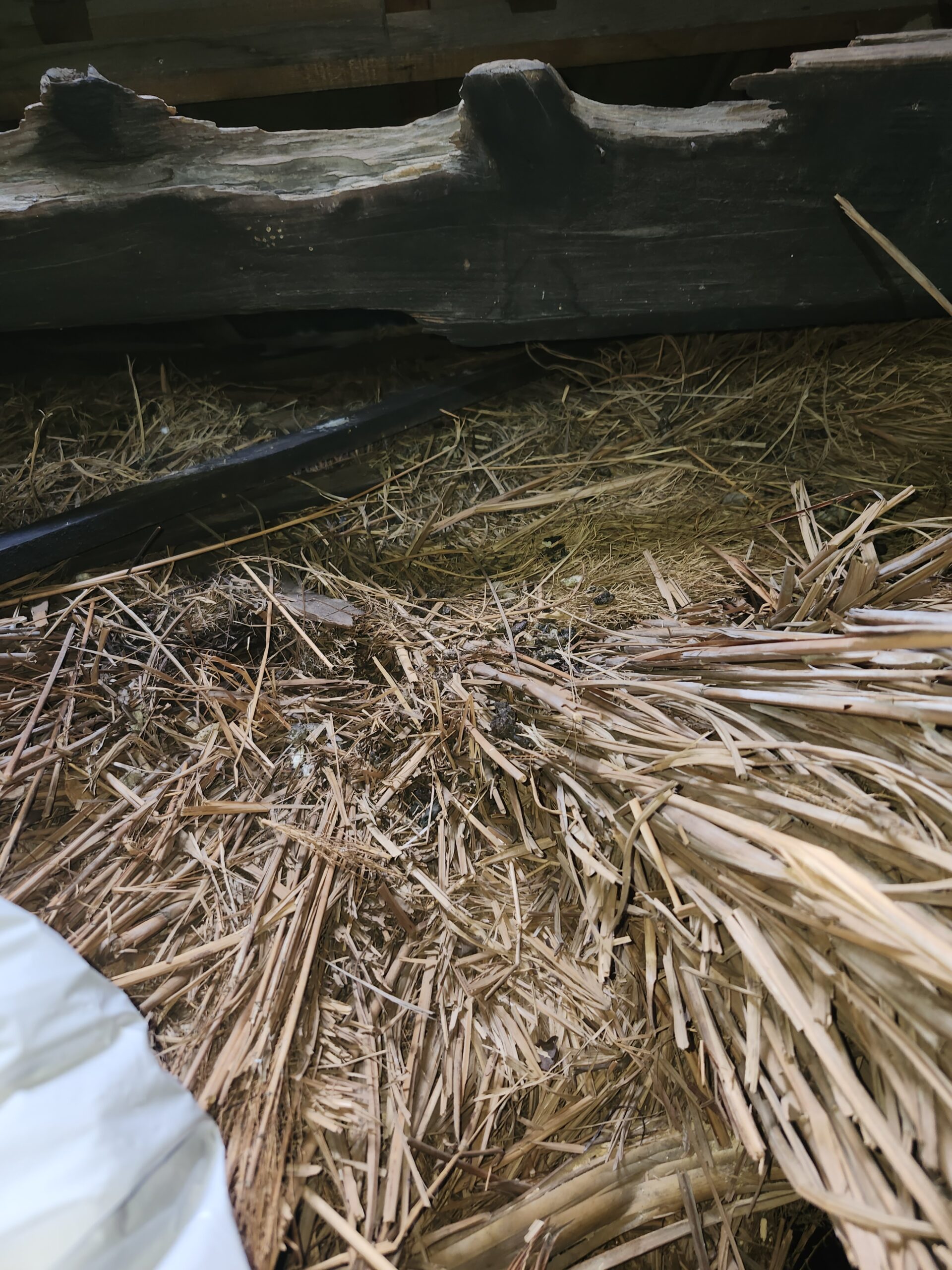 京都府南丹市害獣駆除現場の写真4