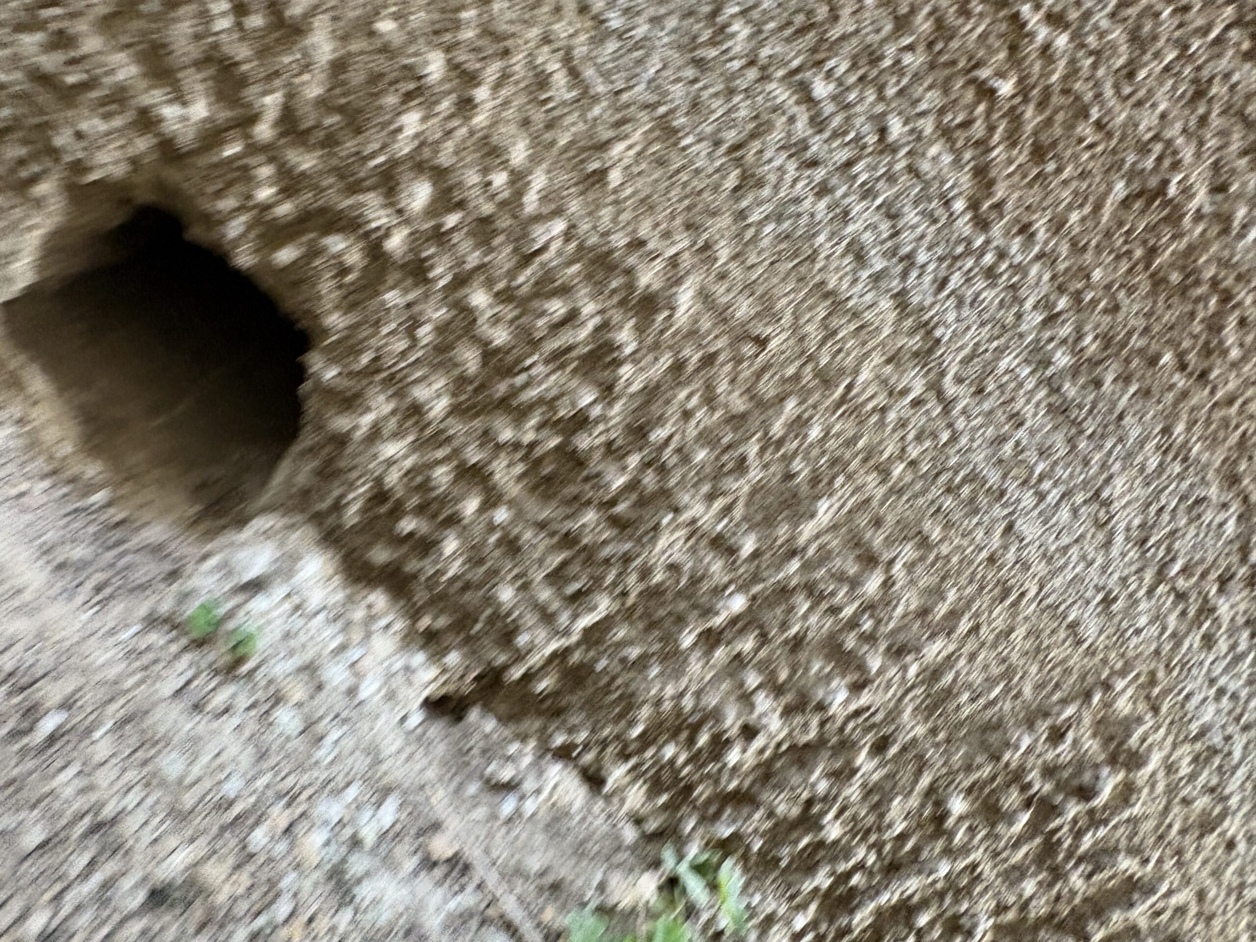 神奈川県横浜市ネズミ駆除現場の写真15