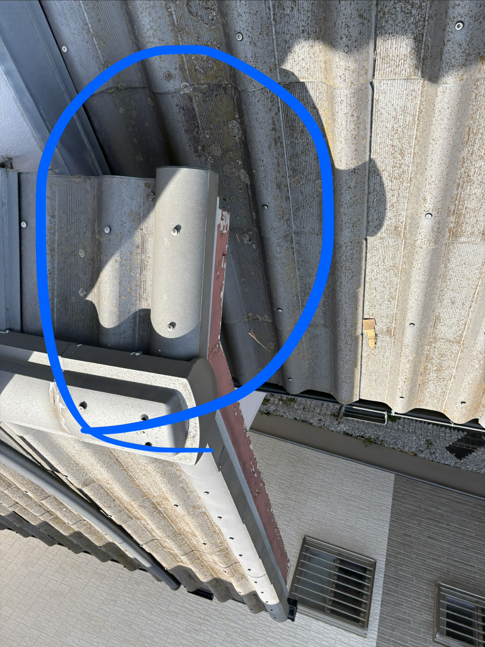 茨城県取手市中型害獣駆除現場の写真17