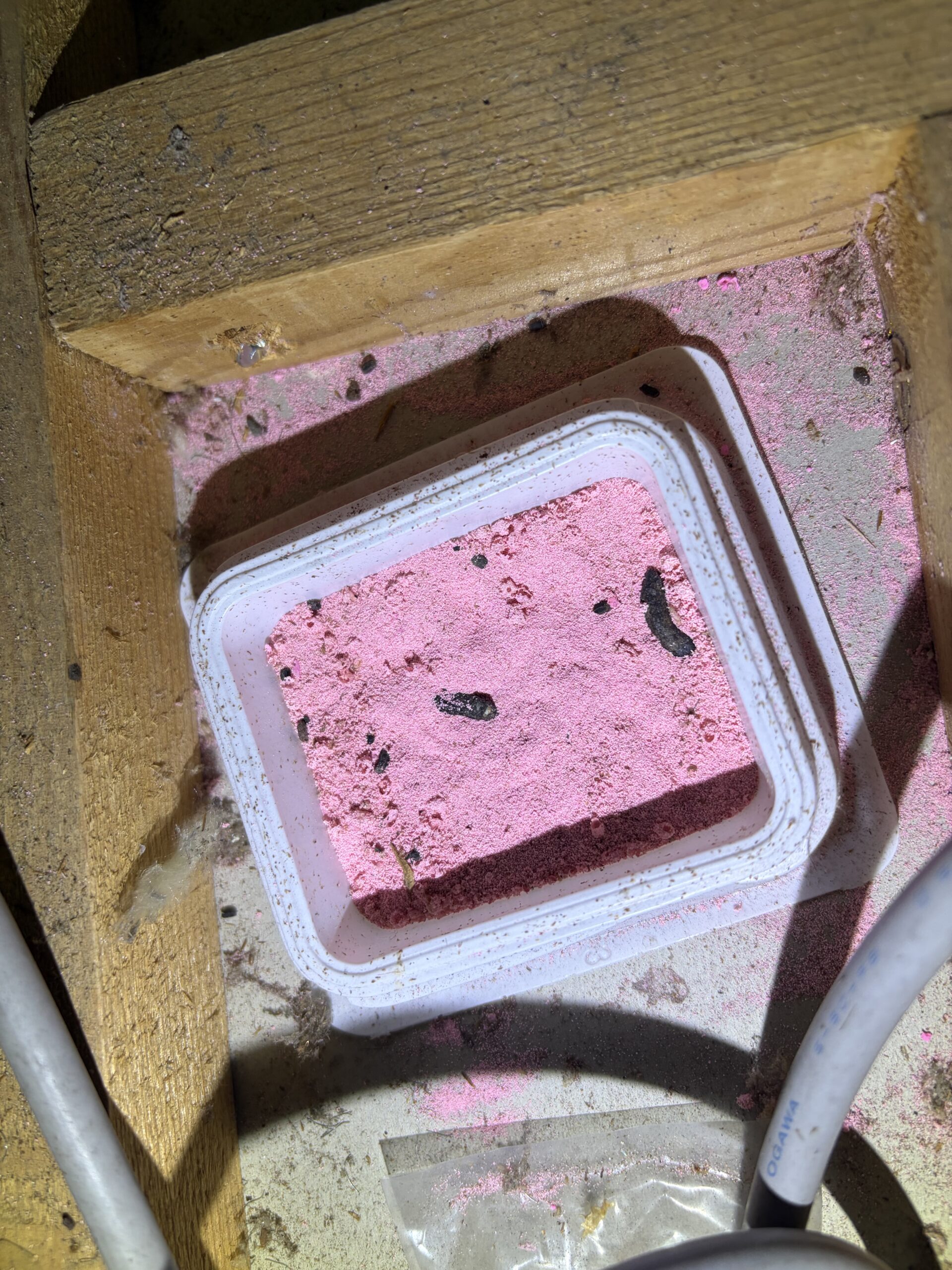 京都府京都市害獣駆除現場の写真3