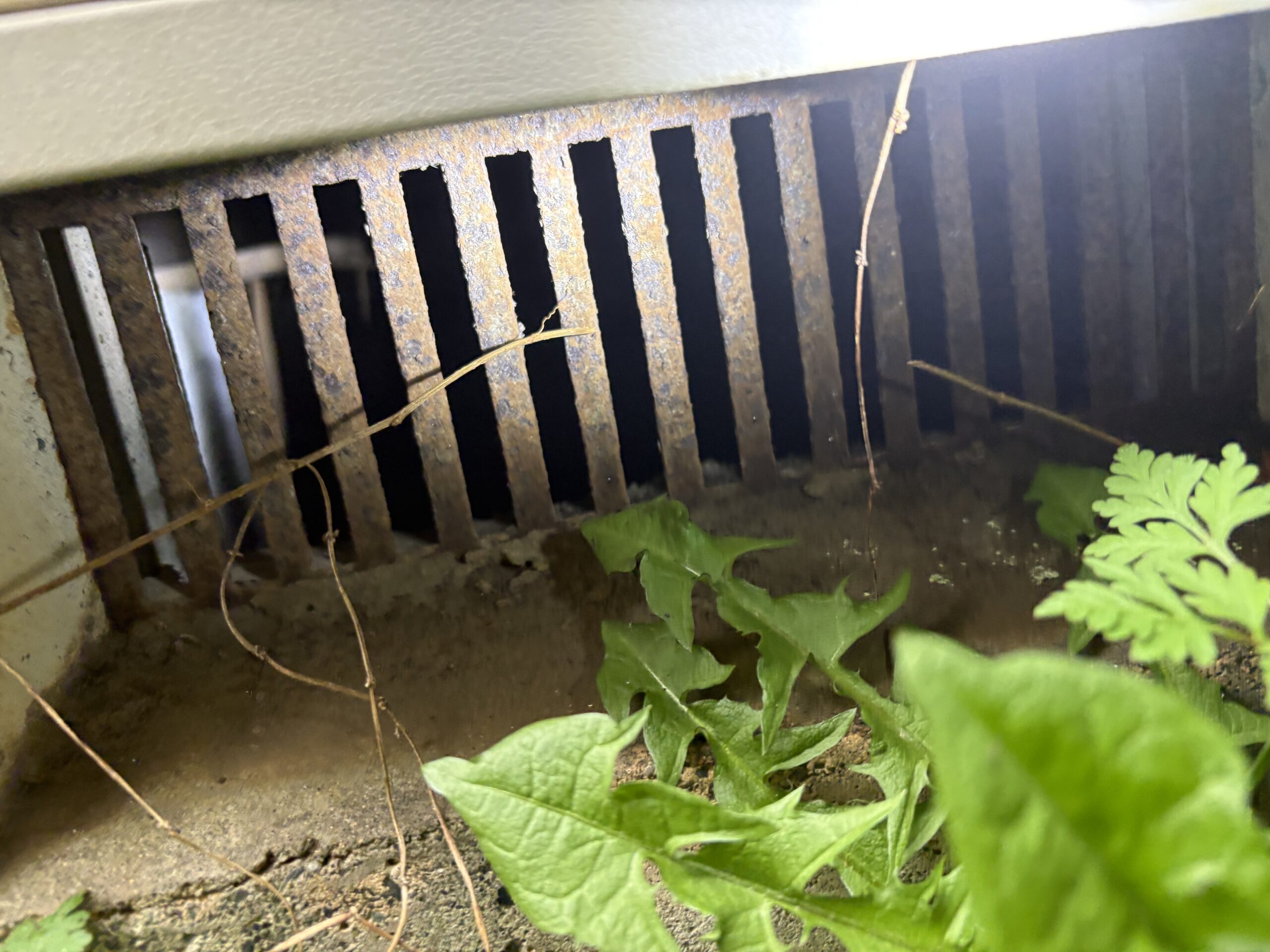 神奈川県相模原市ハクビシン駆除現場の写真7
