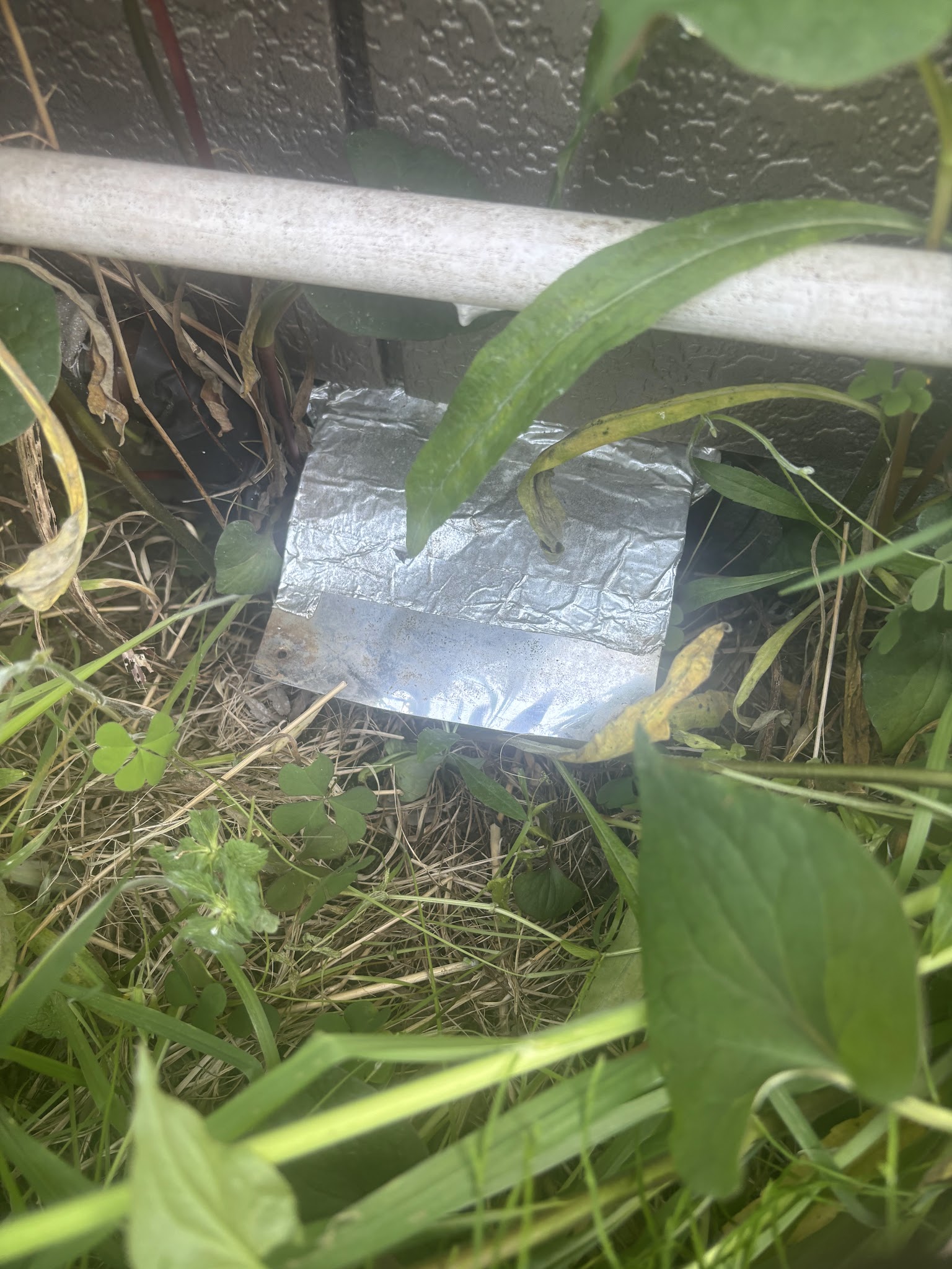 千葉県山武市ネズミ駆除現場の写真32