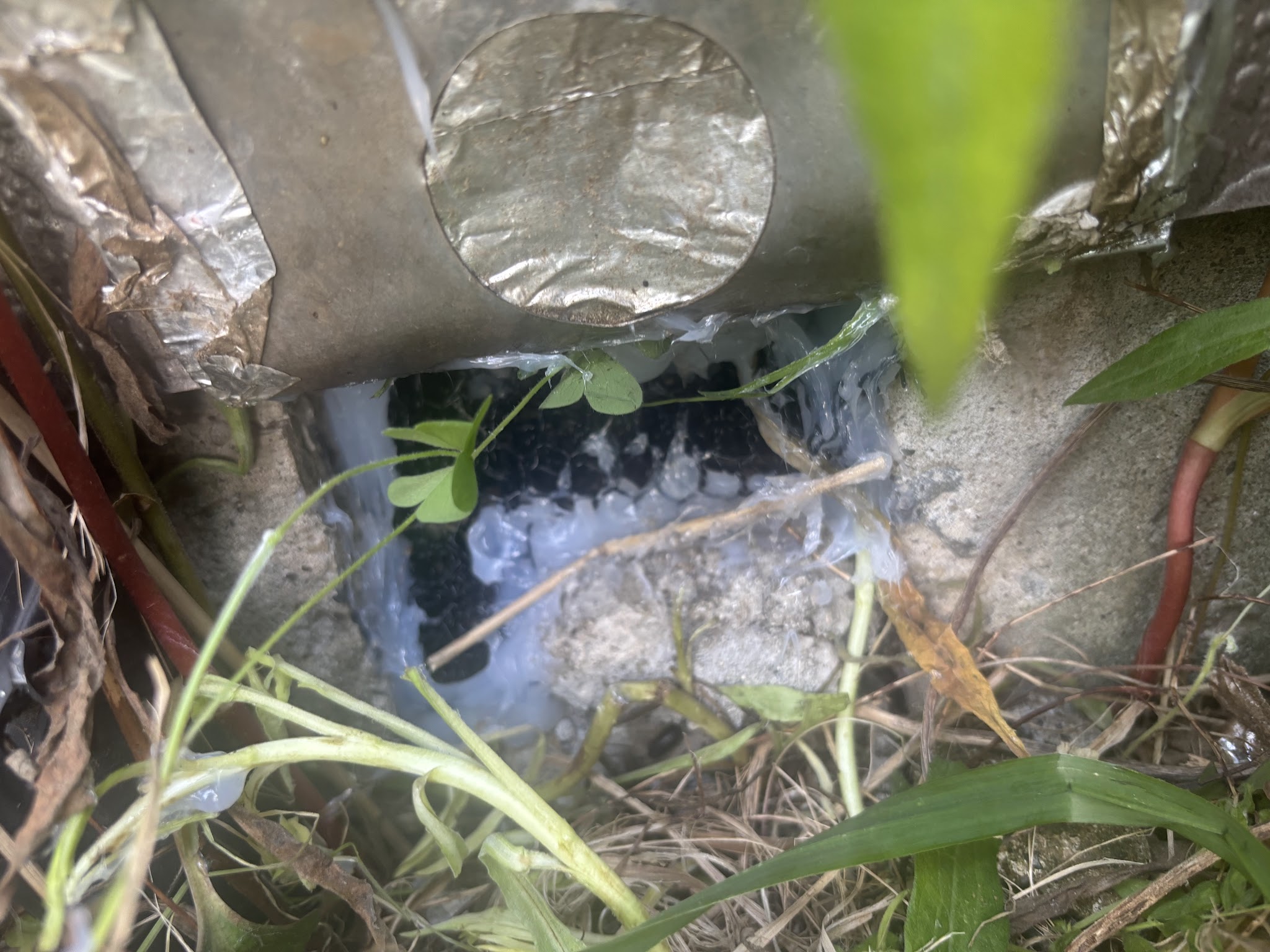 千葉県山武市ネズミ駆除現場の写真35